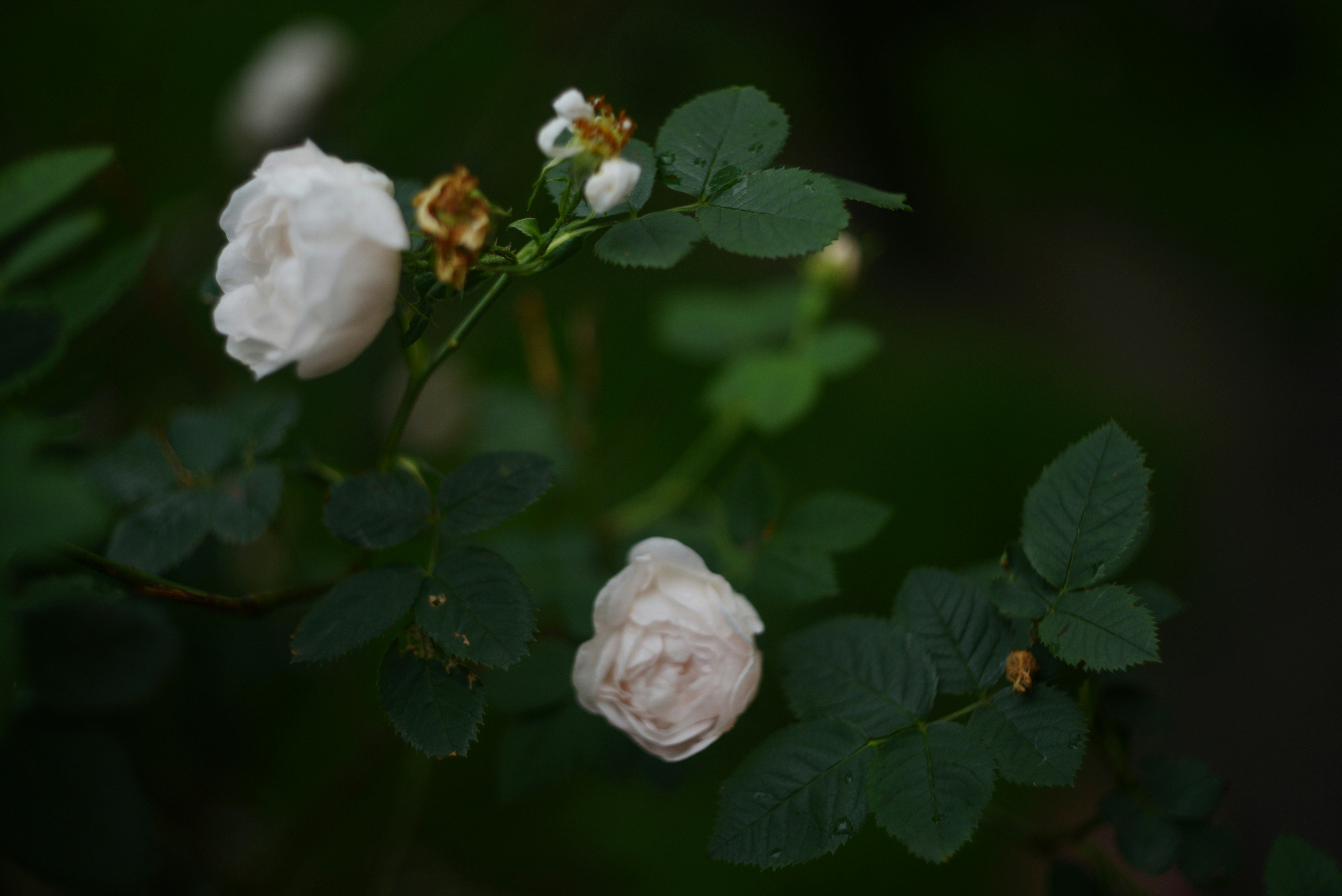 Photo by cherstve_pechivo