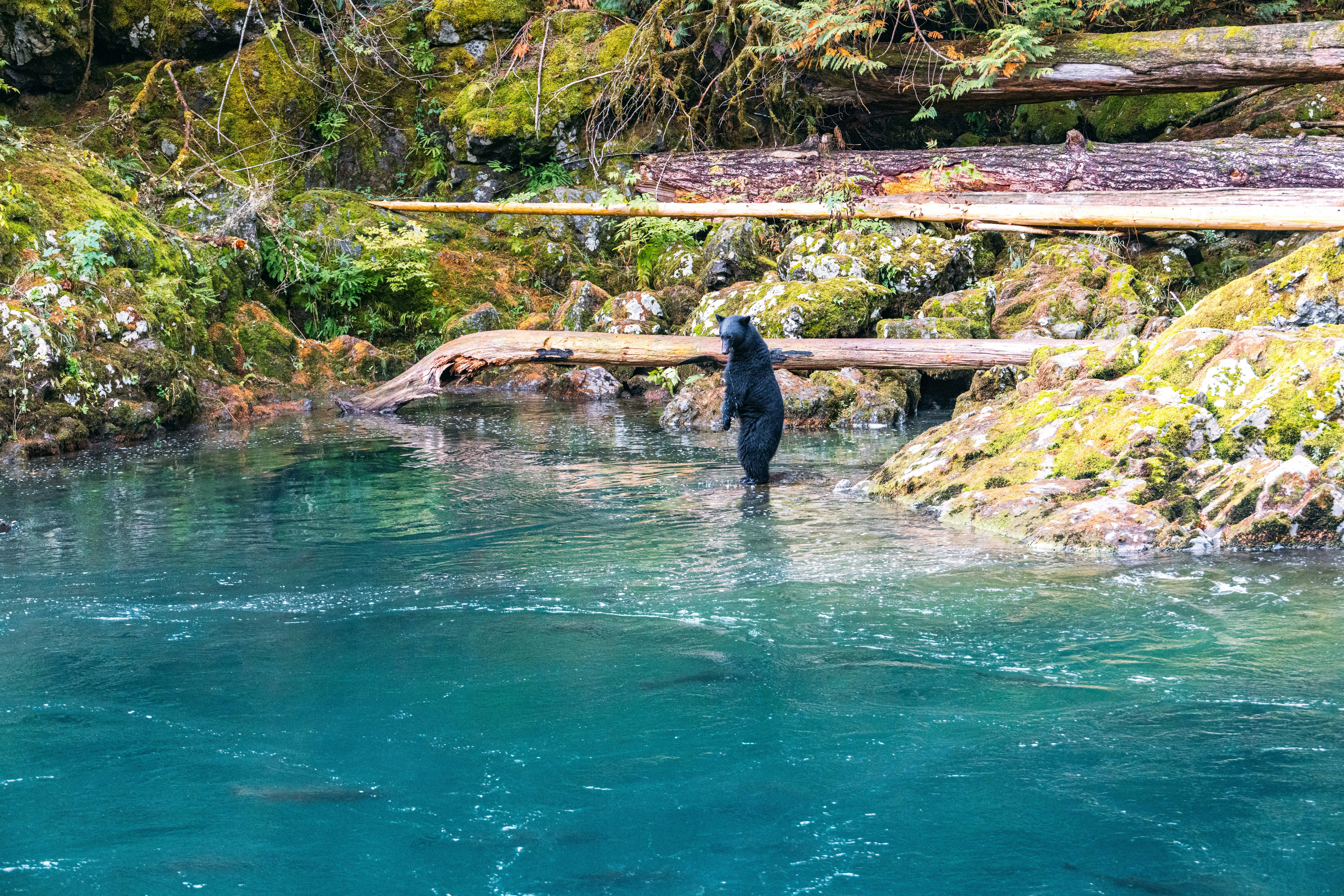 Ecological Impact on Marine Life - Skookumchuck Narrows tidal bore