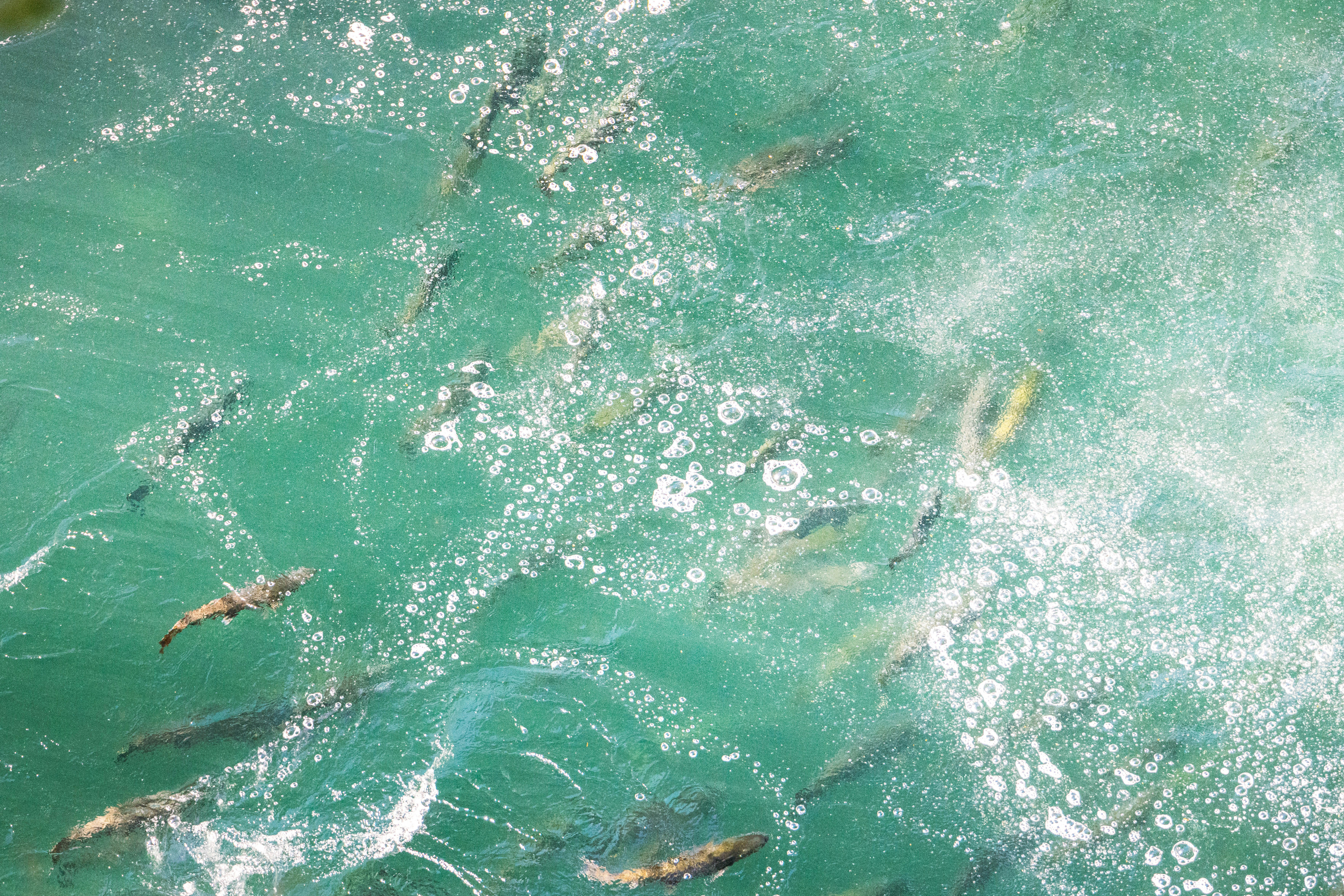 Banyak ikan berenang di air hijau jernih dengan gelembung.