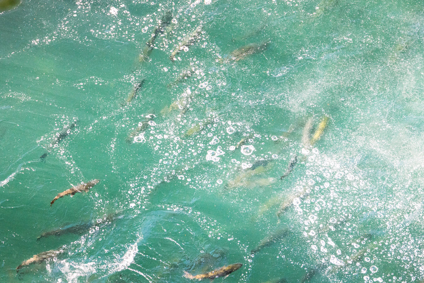Fish swimming in aquaculture tank