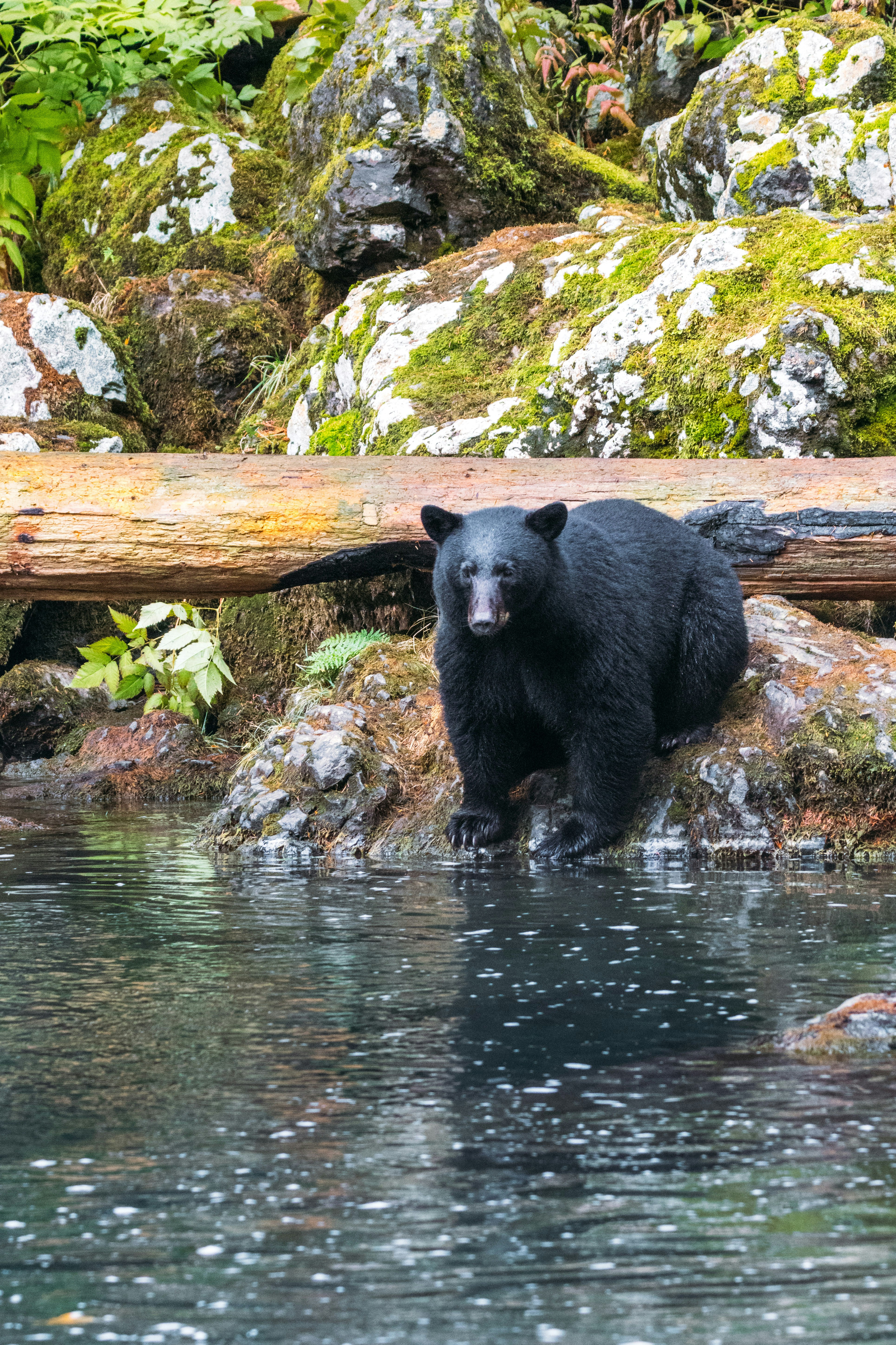 Black bear by water, log, and mossy rocks