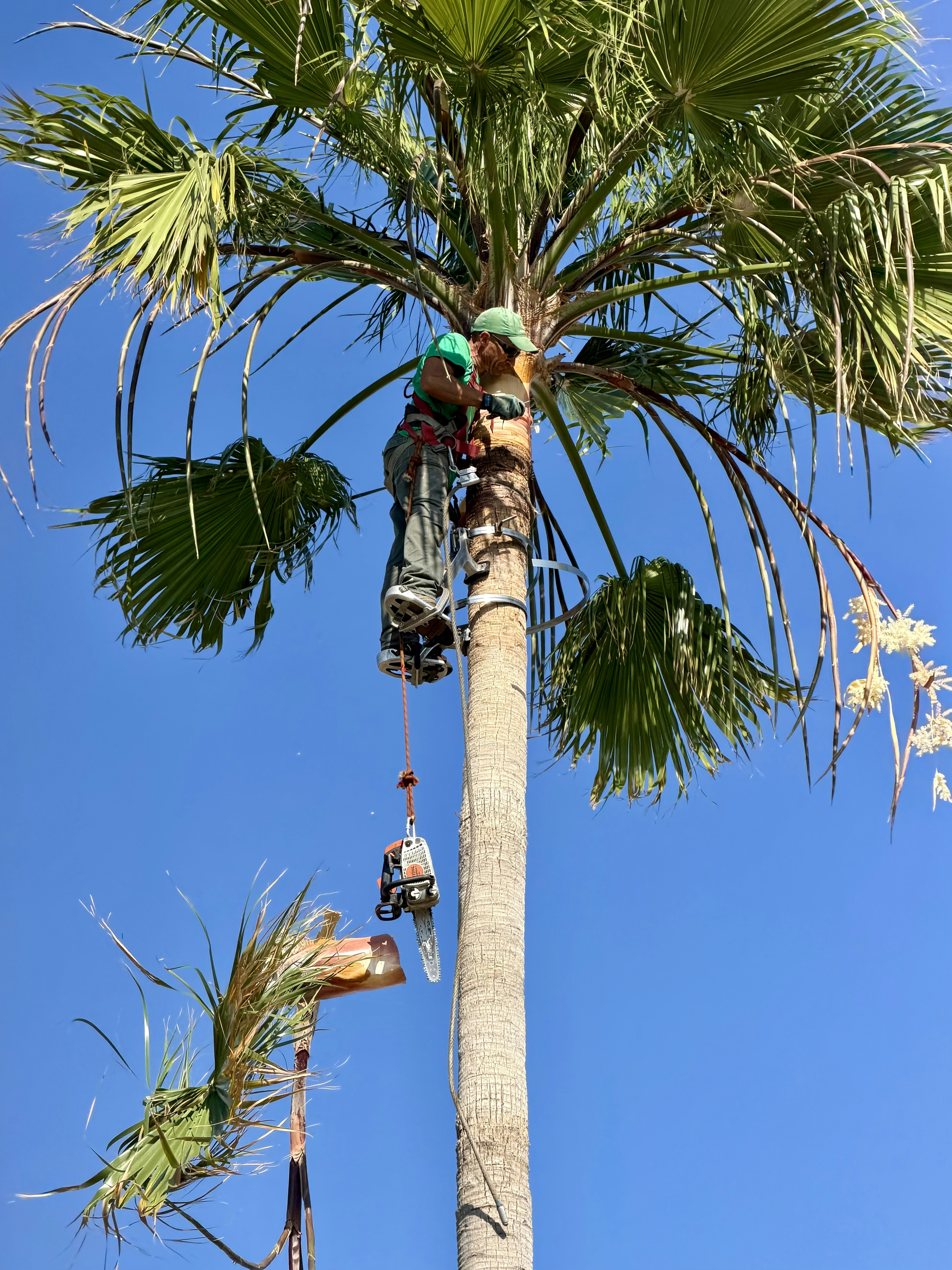 Professional arborist pruning a large palm tree outdoors.