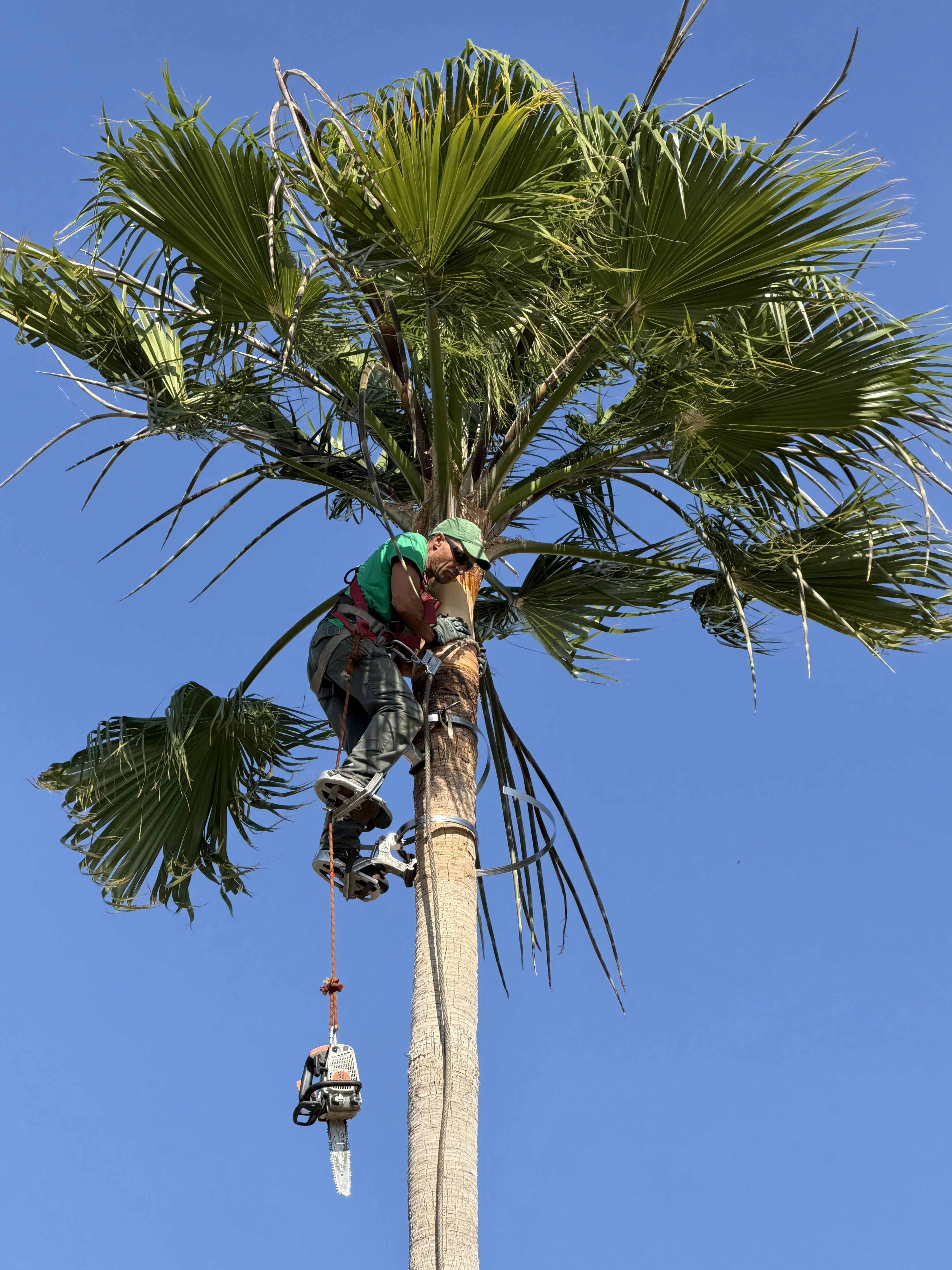 A person trimming a tall palm tree with a chainsaw.