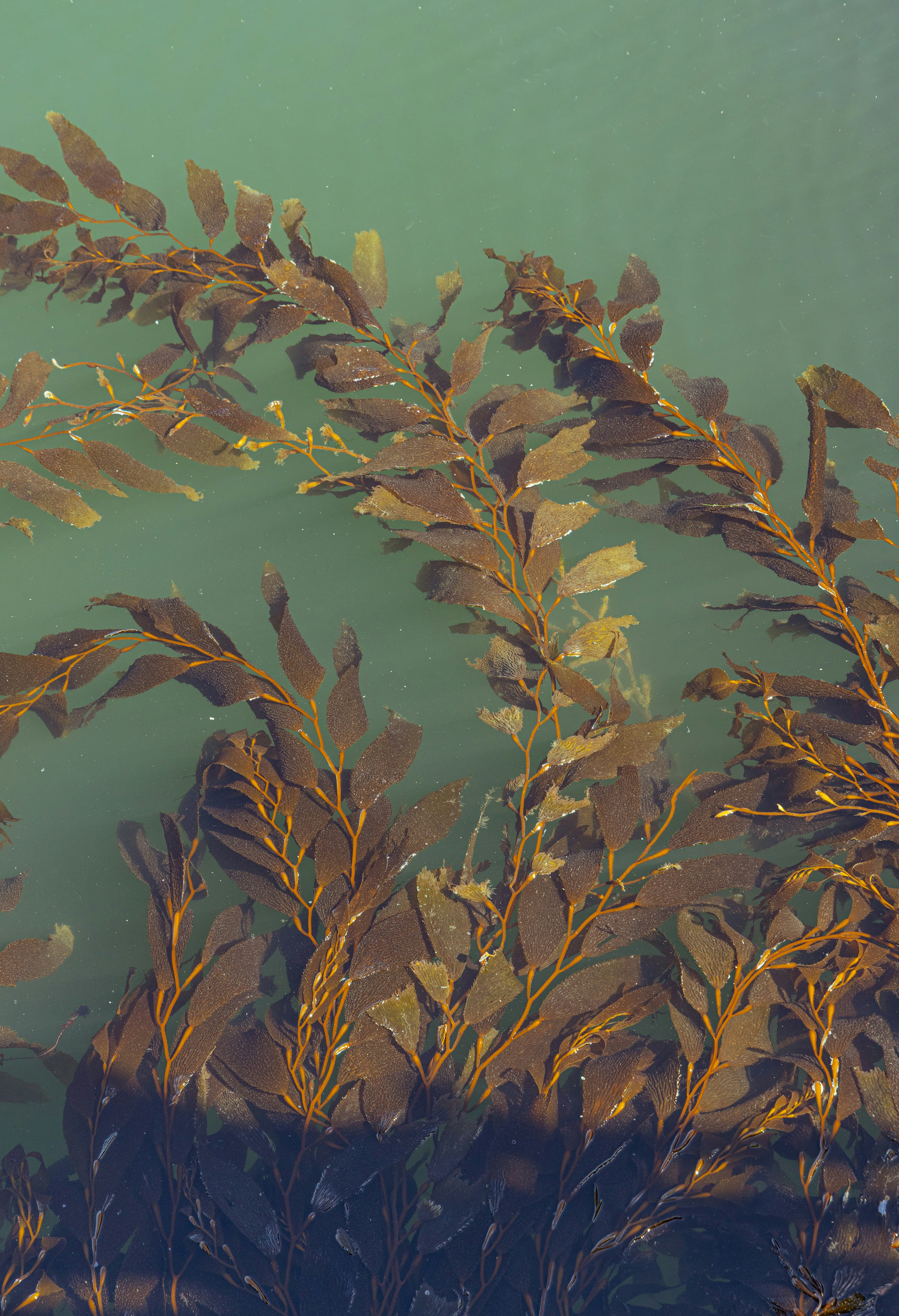 Folhas marrons de alga flutuam em águas cristalinas e esverdeadas do oceano.