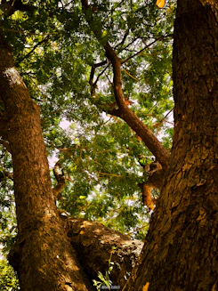 Looking up at large tree trunks and green canopy.