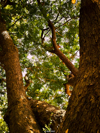 Looking up at large tree trunks and green canopy.