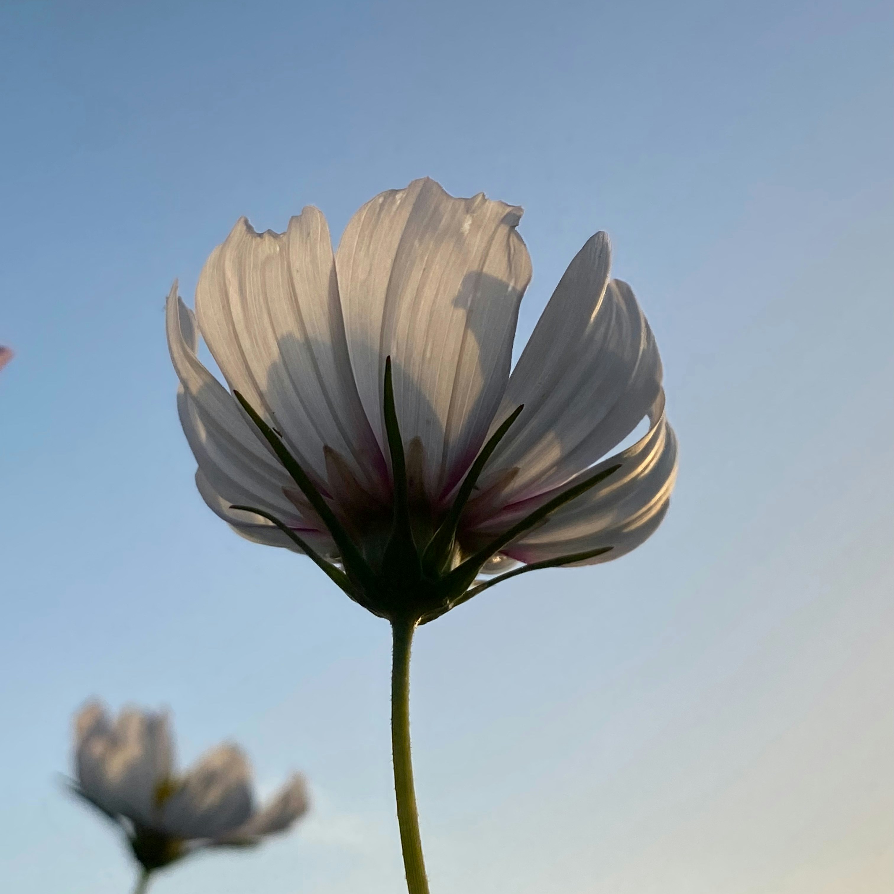 Photo by nacalorea