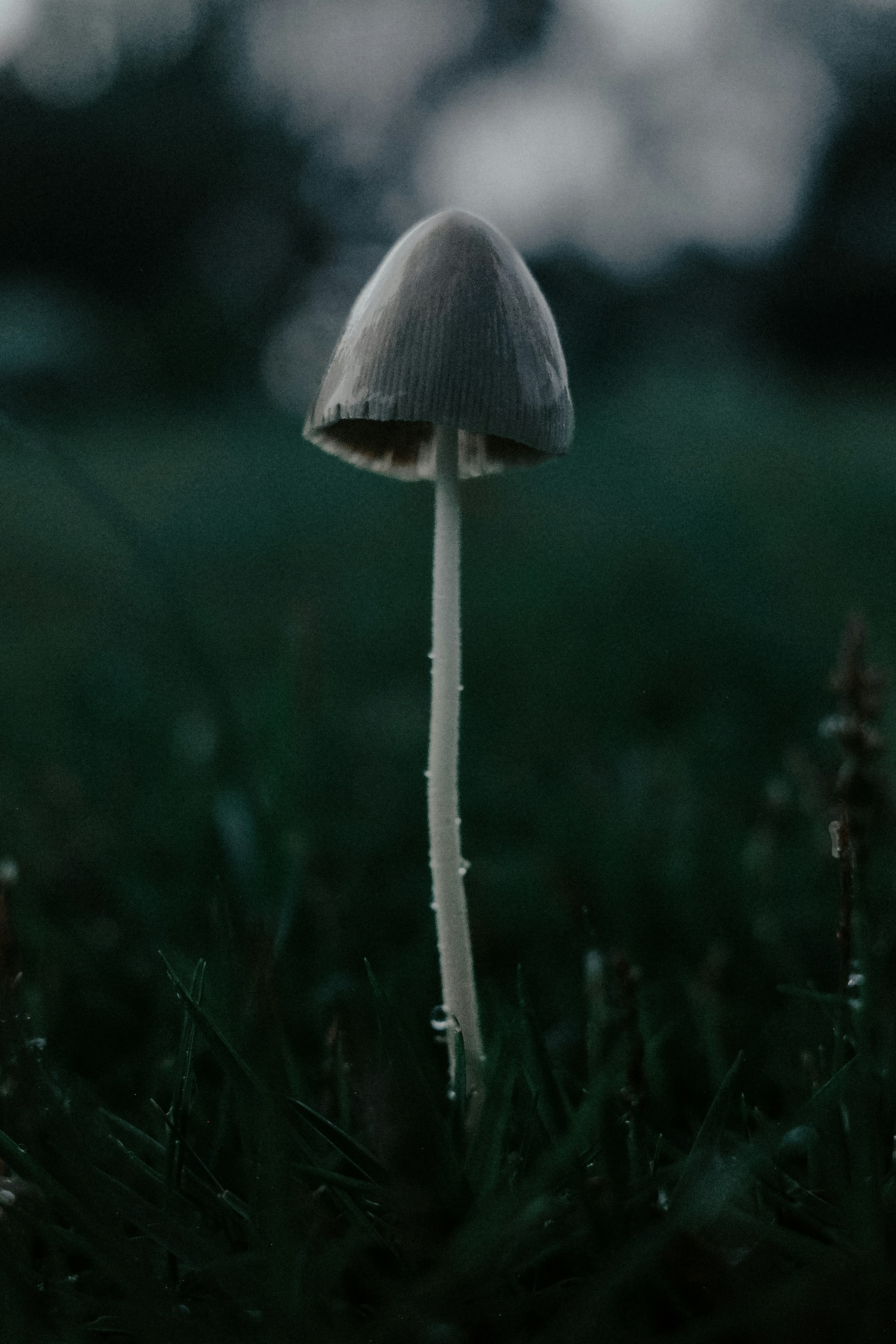 Photo by dickenslin76