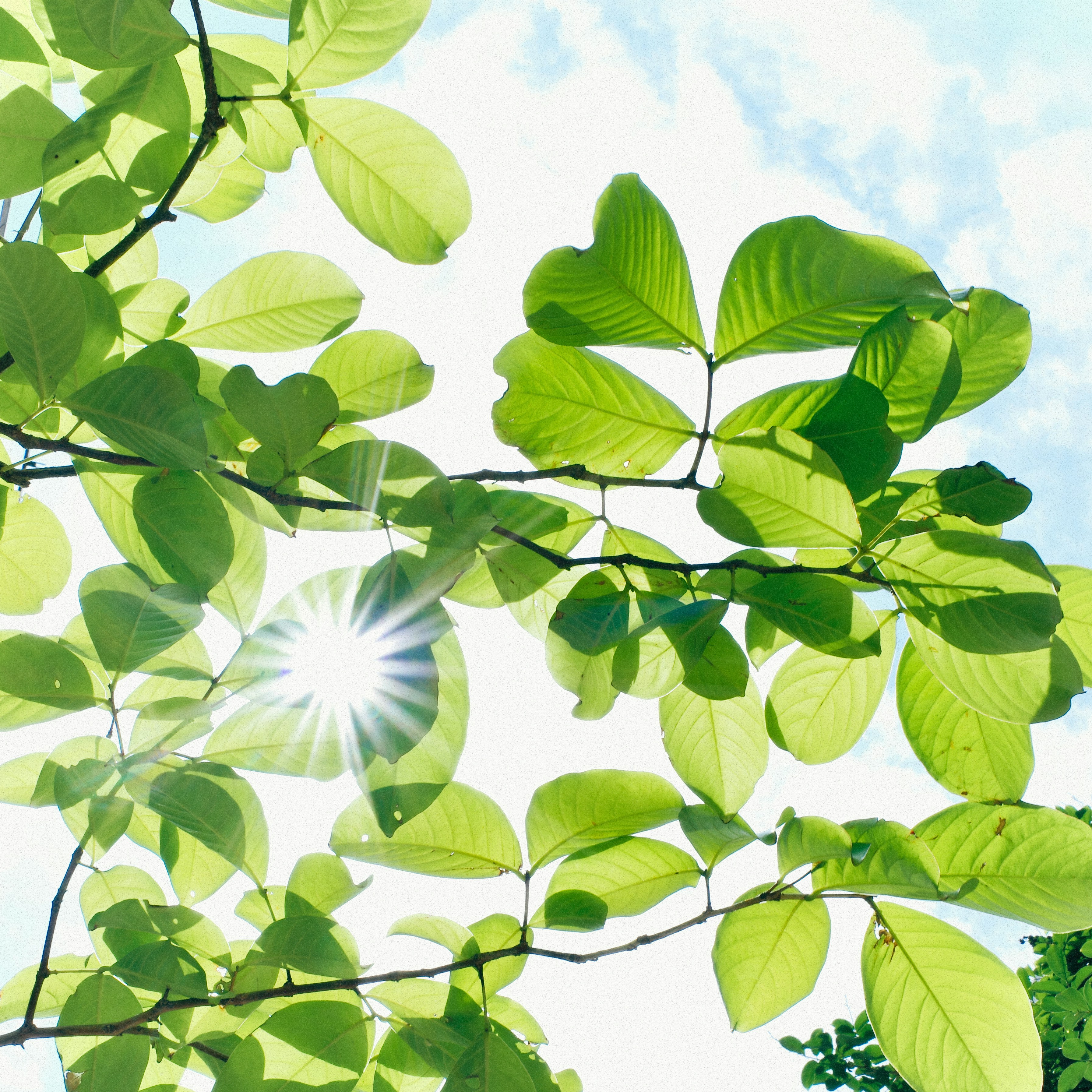 Green leaves with sunburst against a bright blue sky