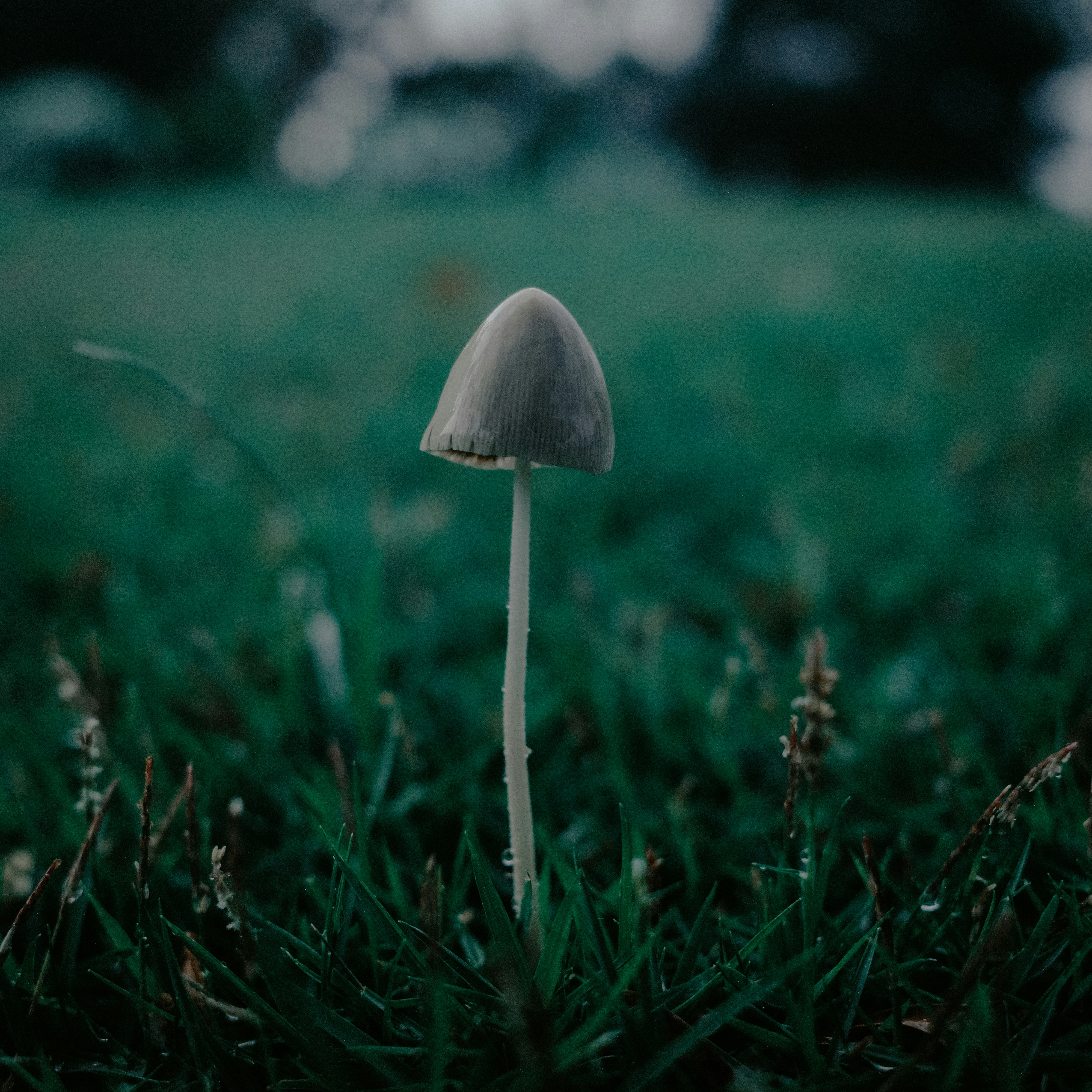 Photo by dickenslin76