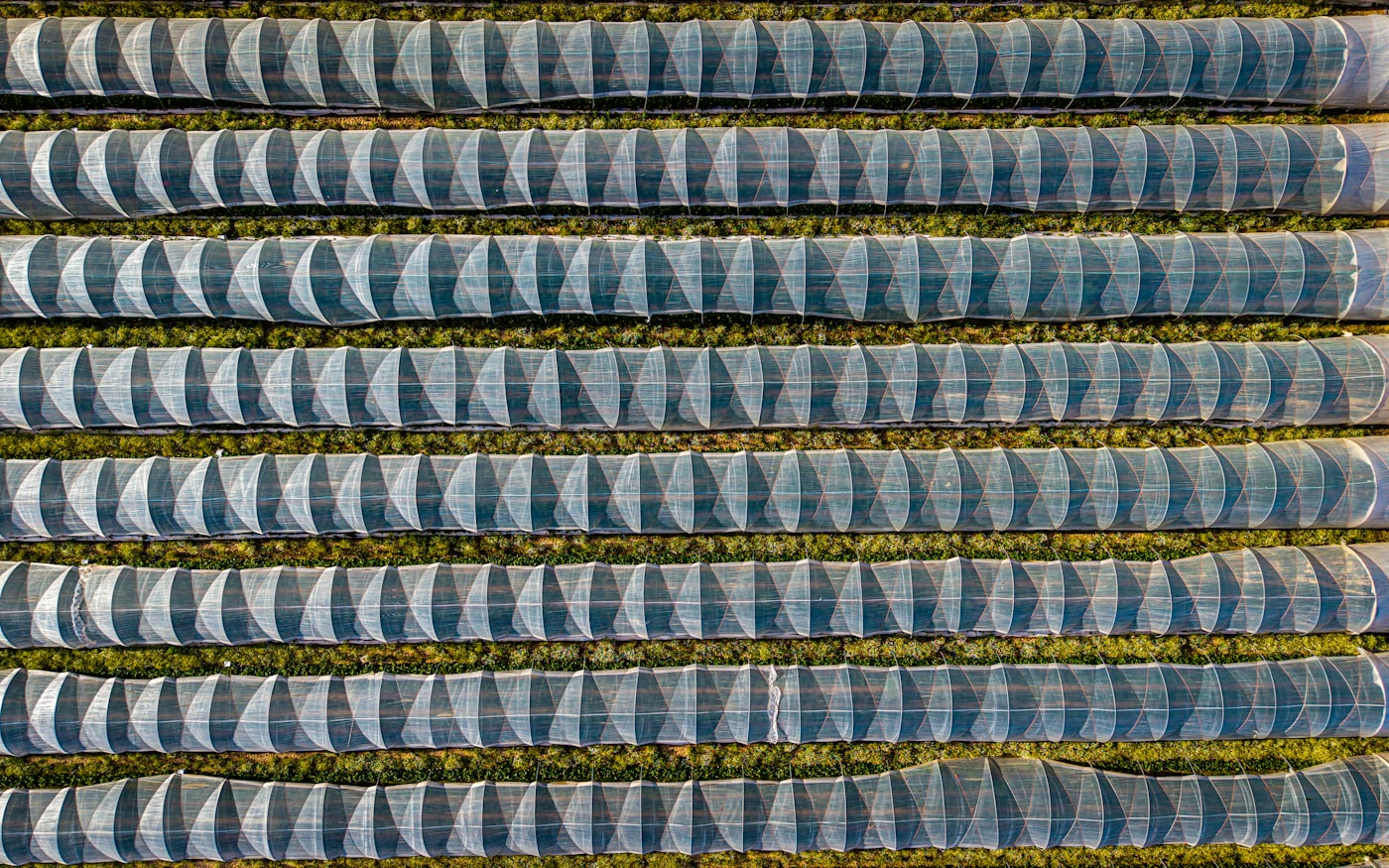 Aerial view of polytunnel crop rows