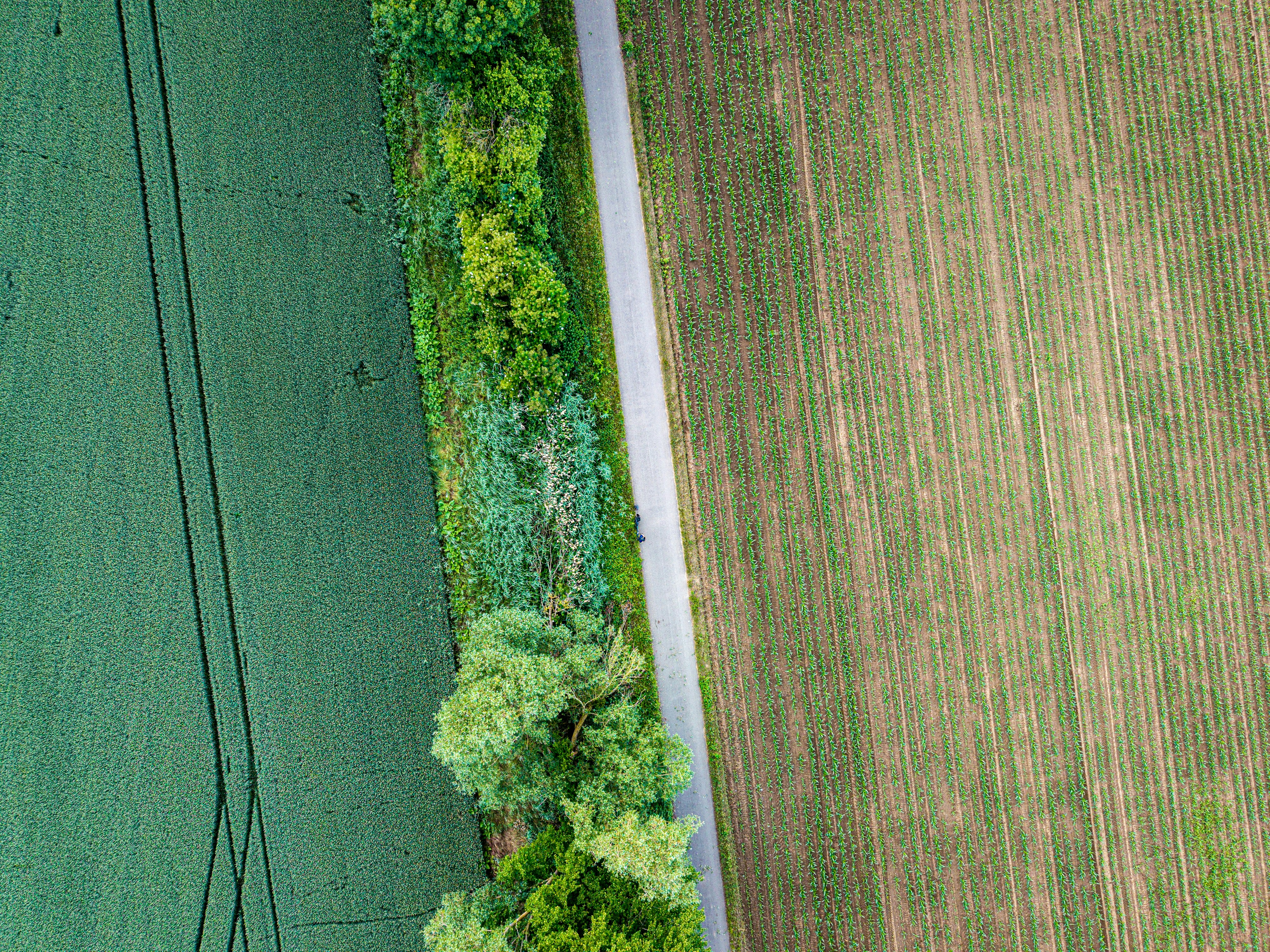 Crop field using our fertilizers