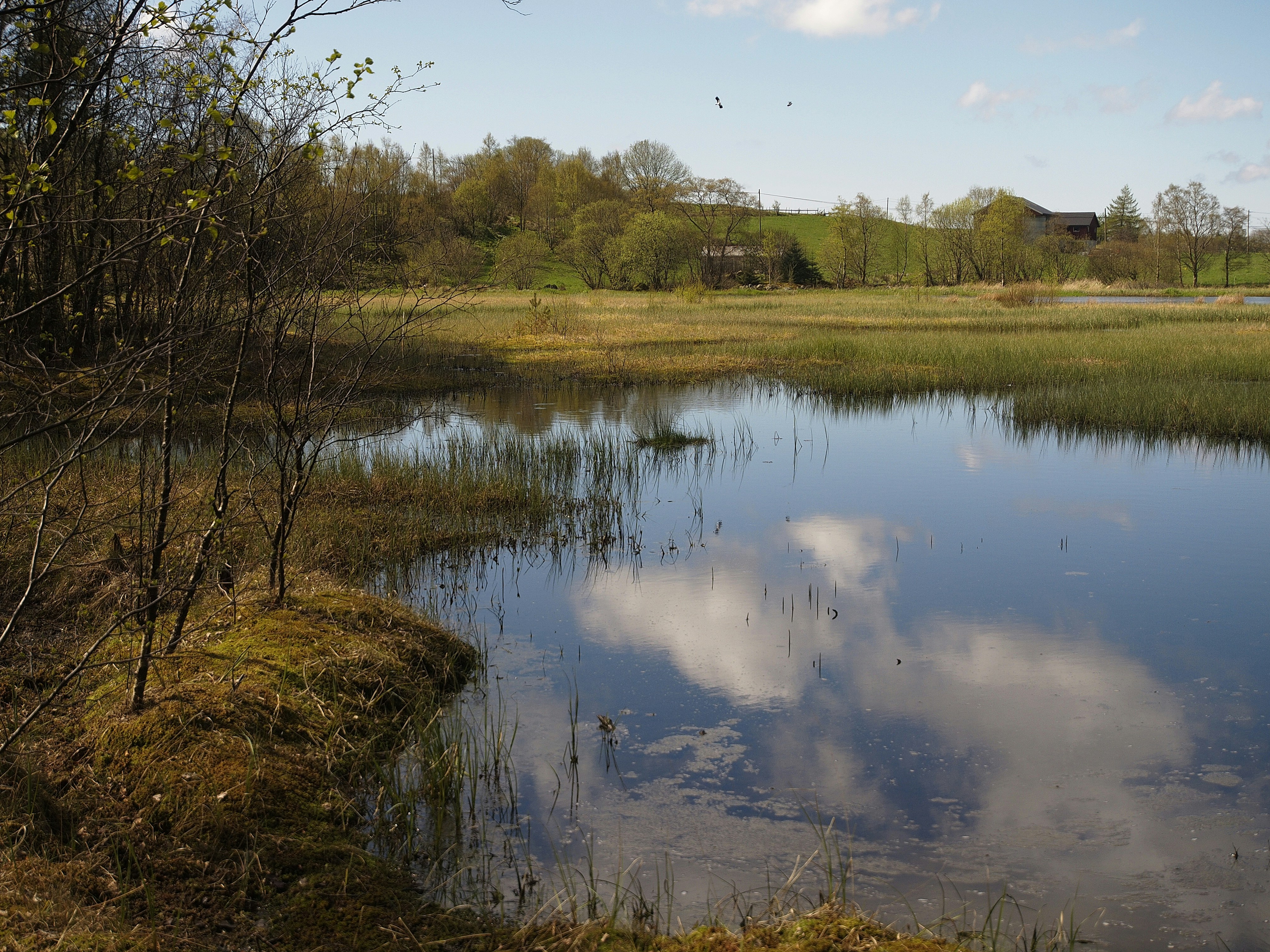 Ein Teich mit Wolkenreflexionen, umgeben von Bäumen und grünen Feldern.