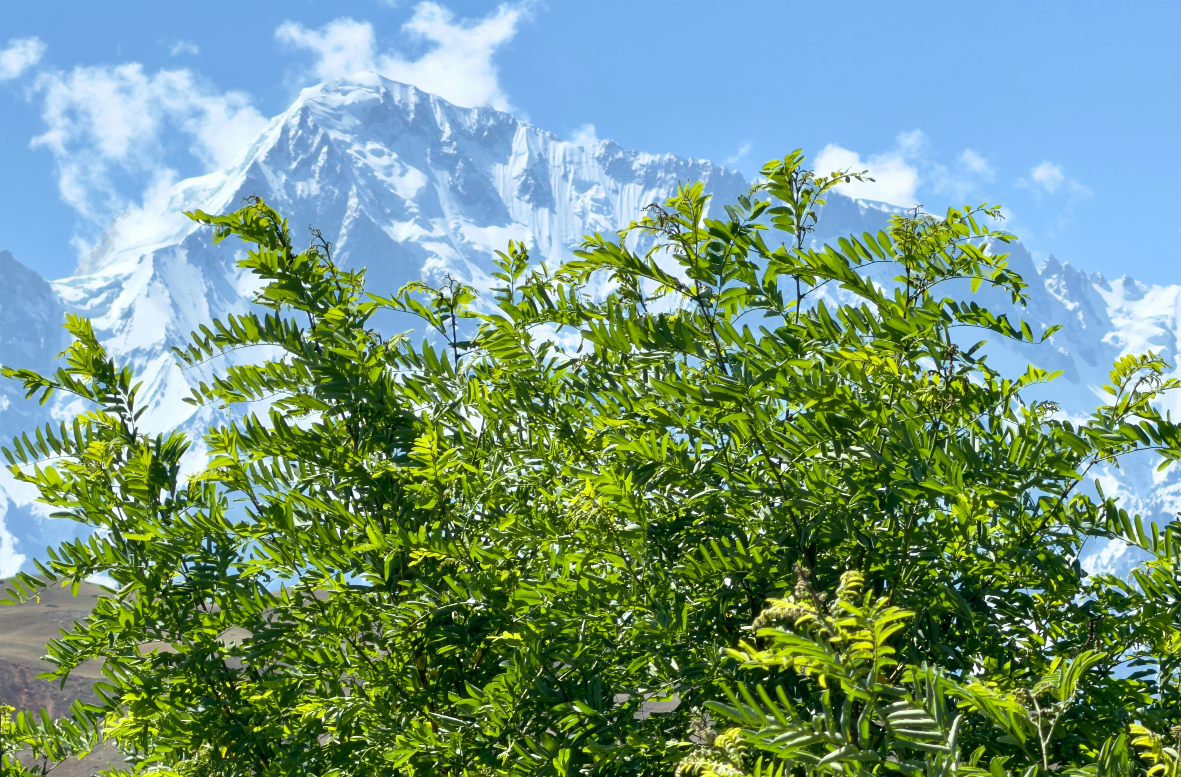 Ancient Remedies, Modern Markets: Darjeeling's Botanical Healing Traditions Find a New Global Audience