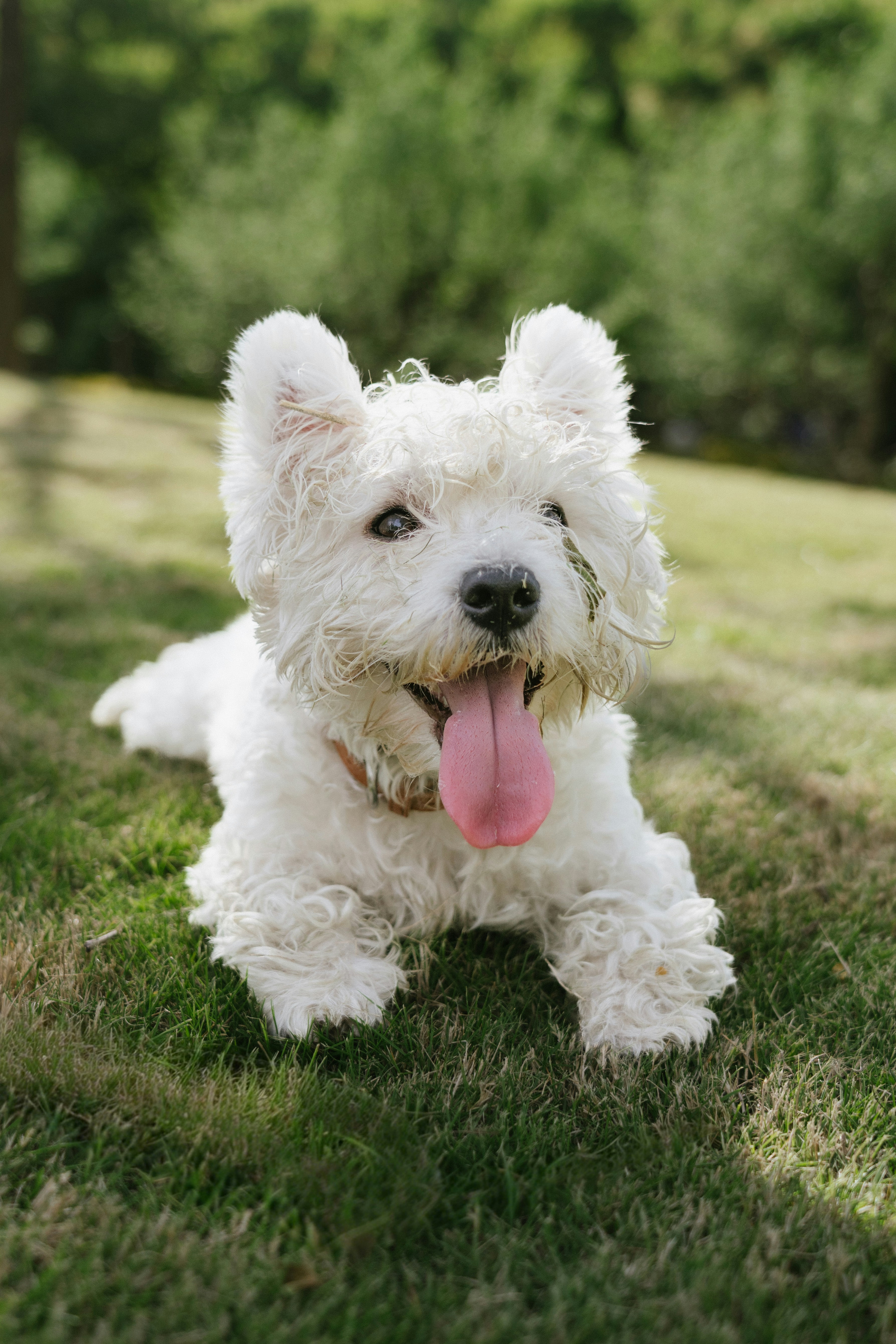 El perro blanco y esponjoso yace sobre la hierba verde, con la lengua fuera.