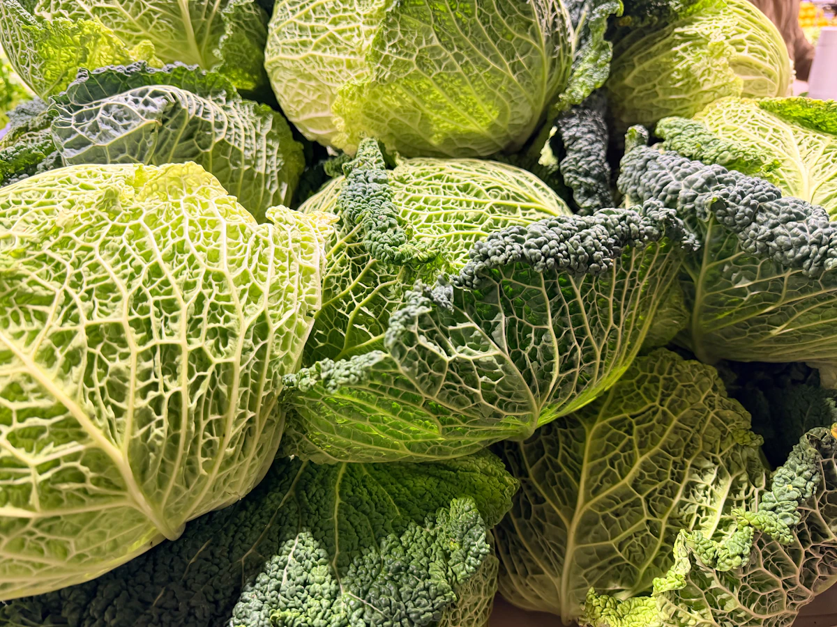 Fresh savoy cabbage leaves with textured veins