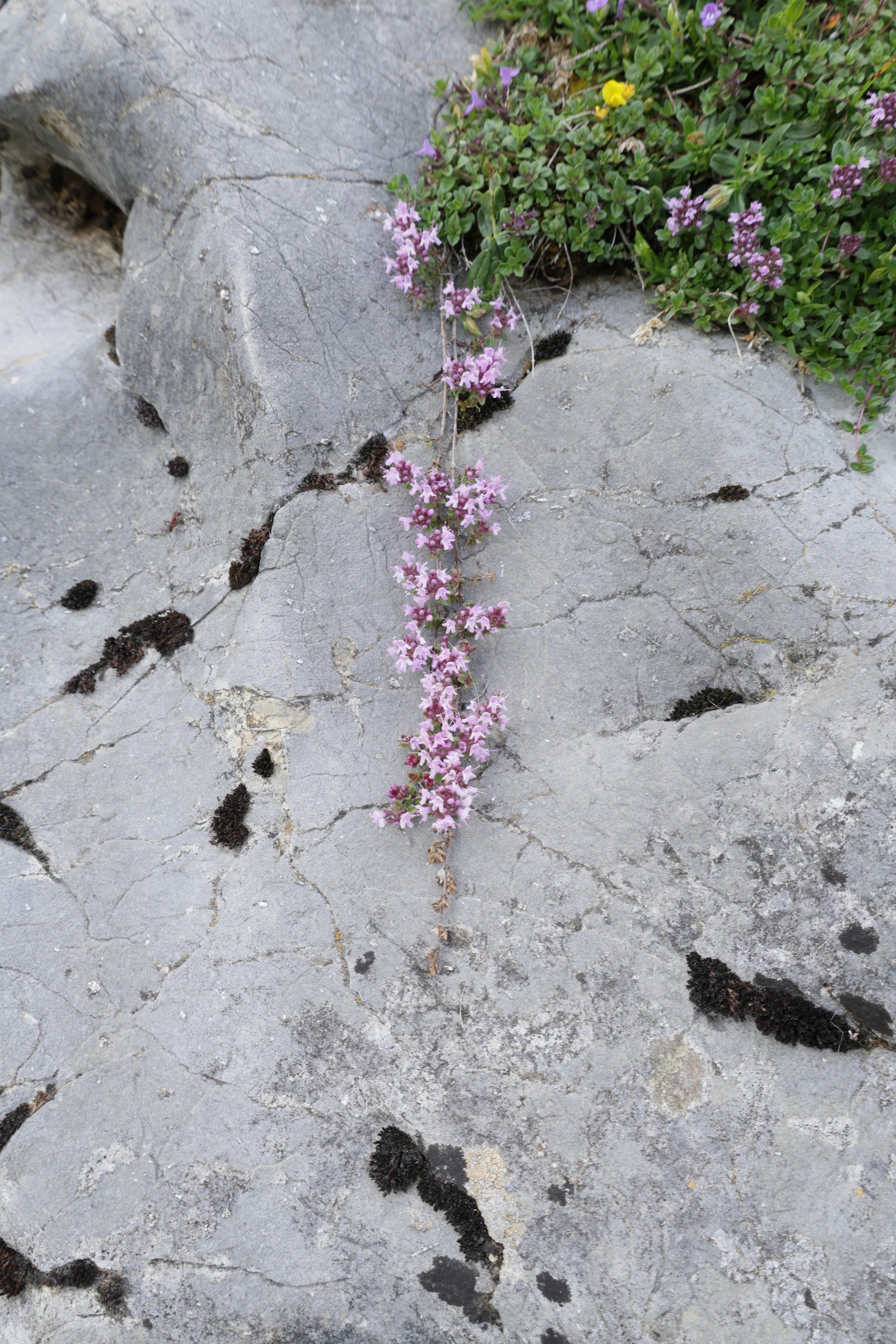 A pink-flowered creeping plant trailing across cracked gray limestone