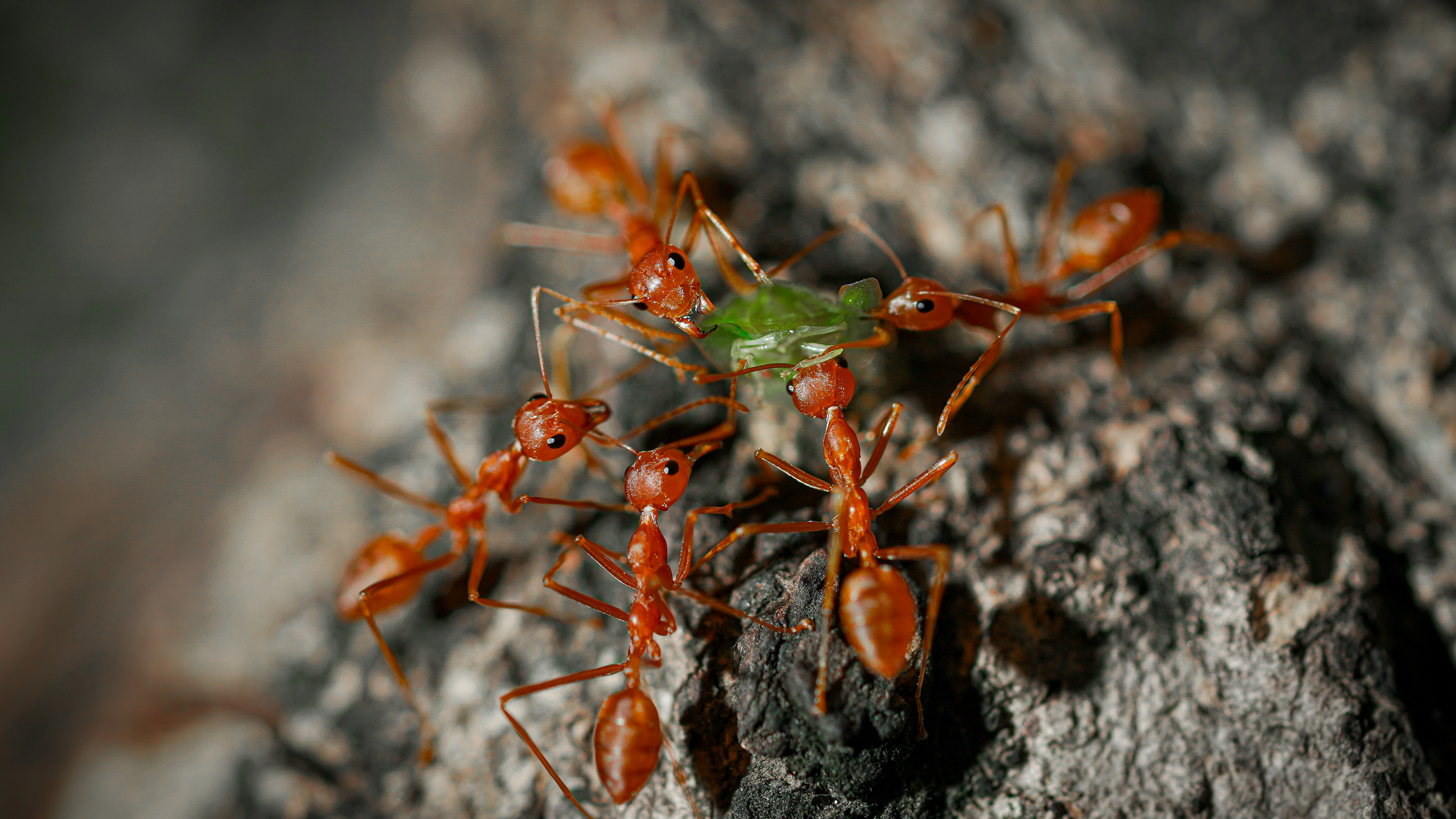 Des fourmis rouges attaquant un insecte vert sur l’écorce d’un arbre.