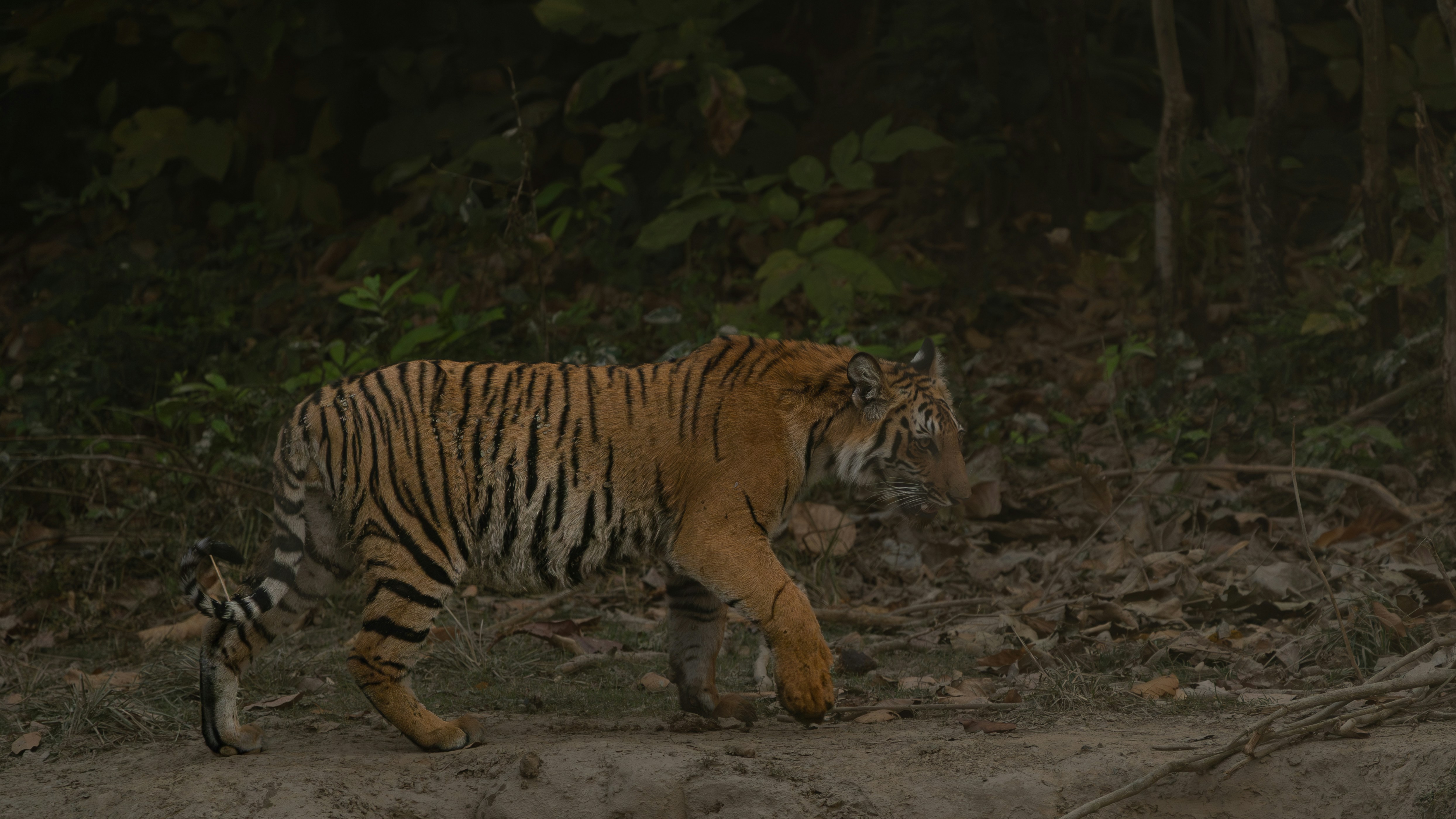 Un tigre marche avec son petit dans une forêt dense.
