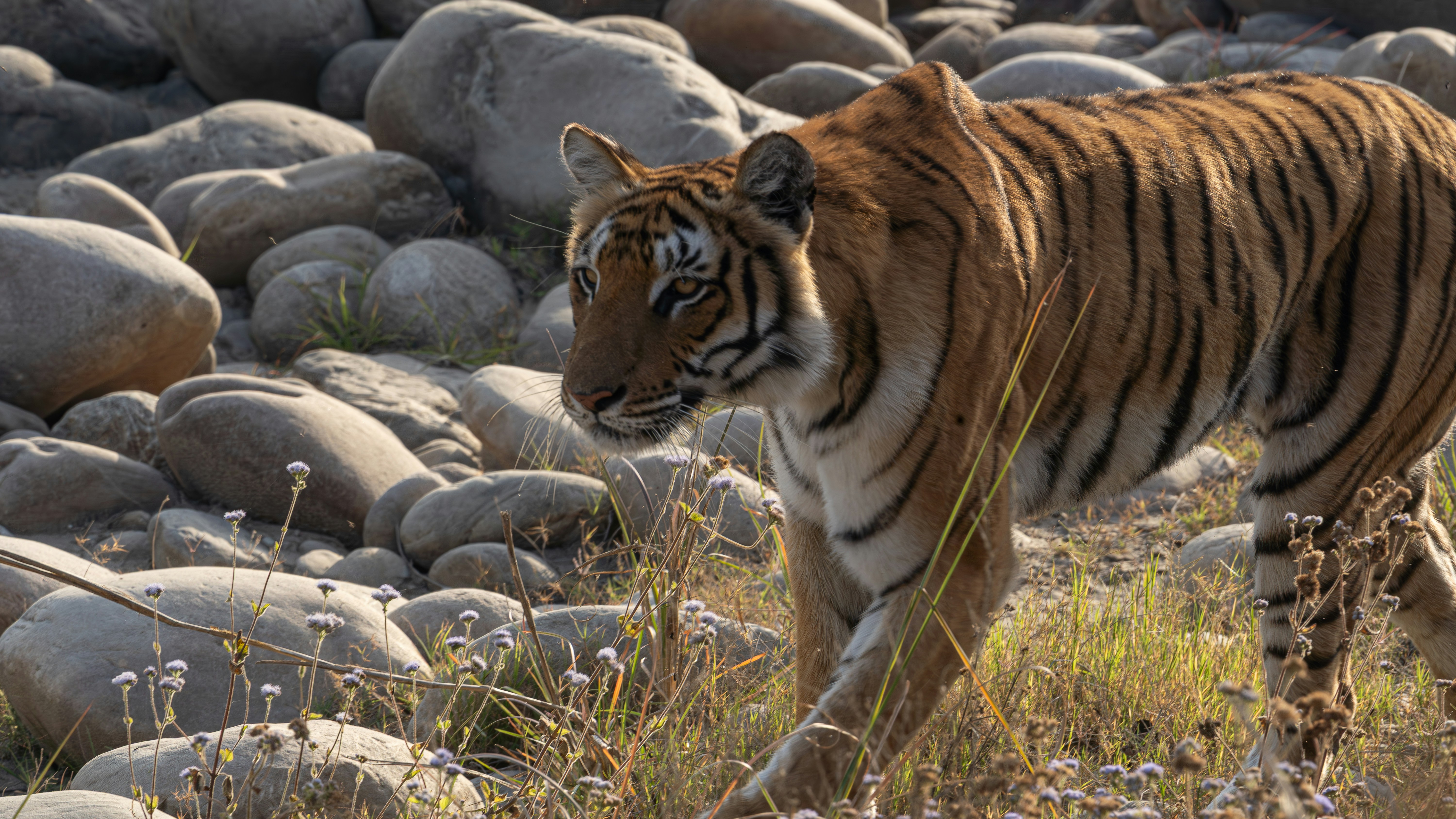 Un tigre majestueux traverse un paysage rocheux et herbeux.