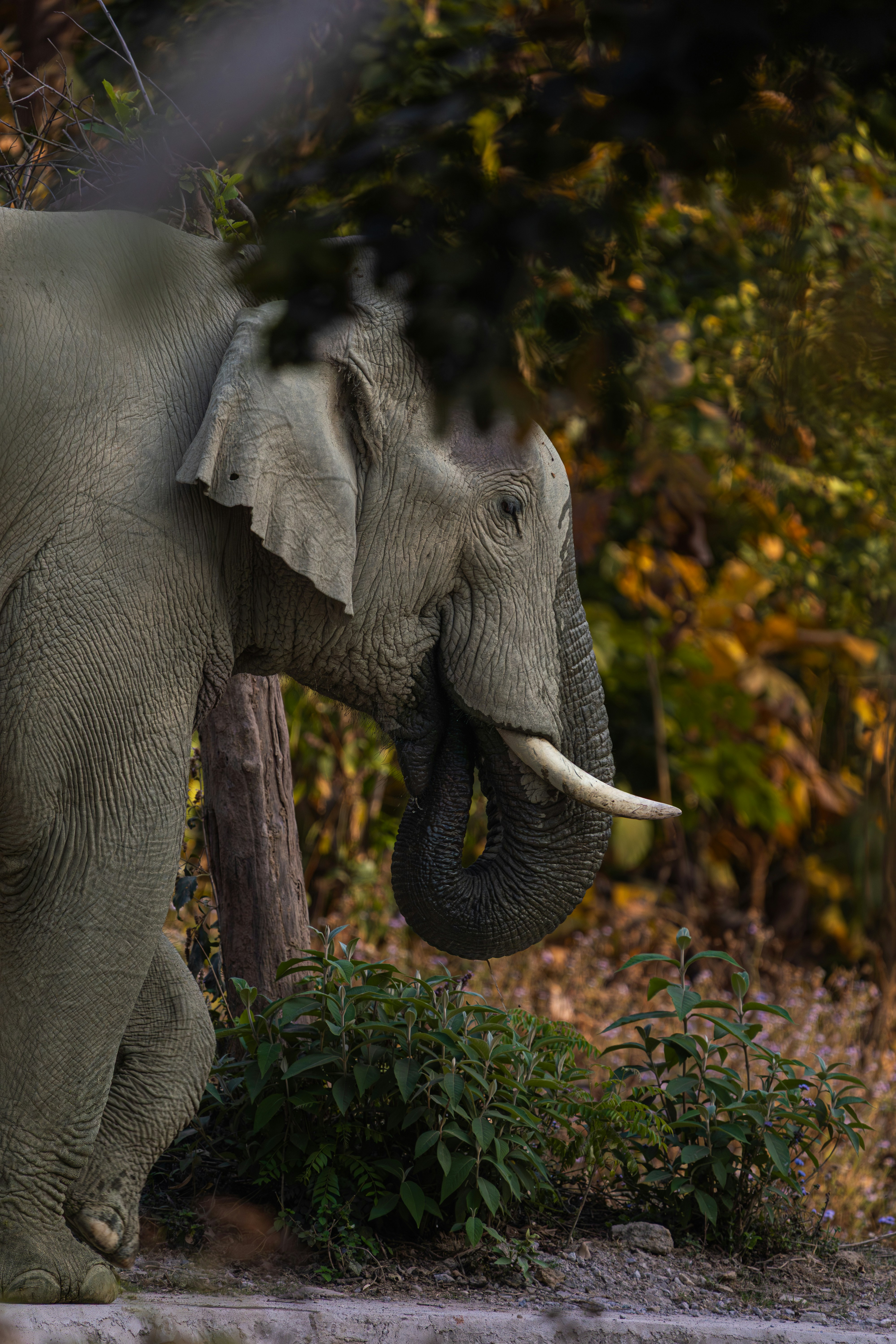 Un éléphant avec des défenses se tient dans une forêt.