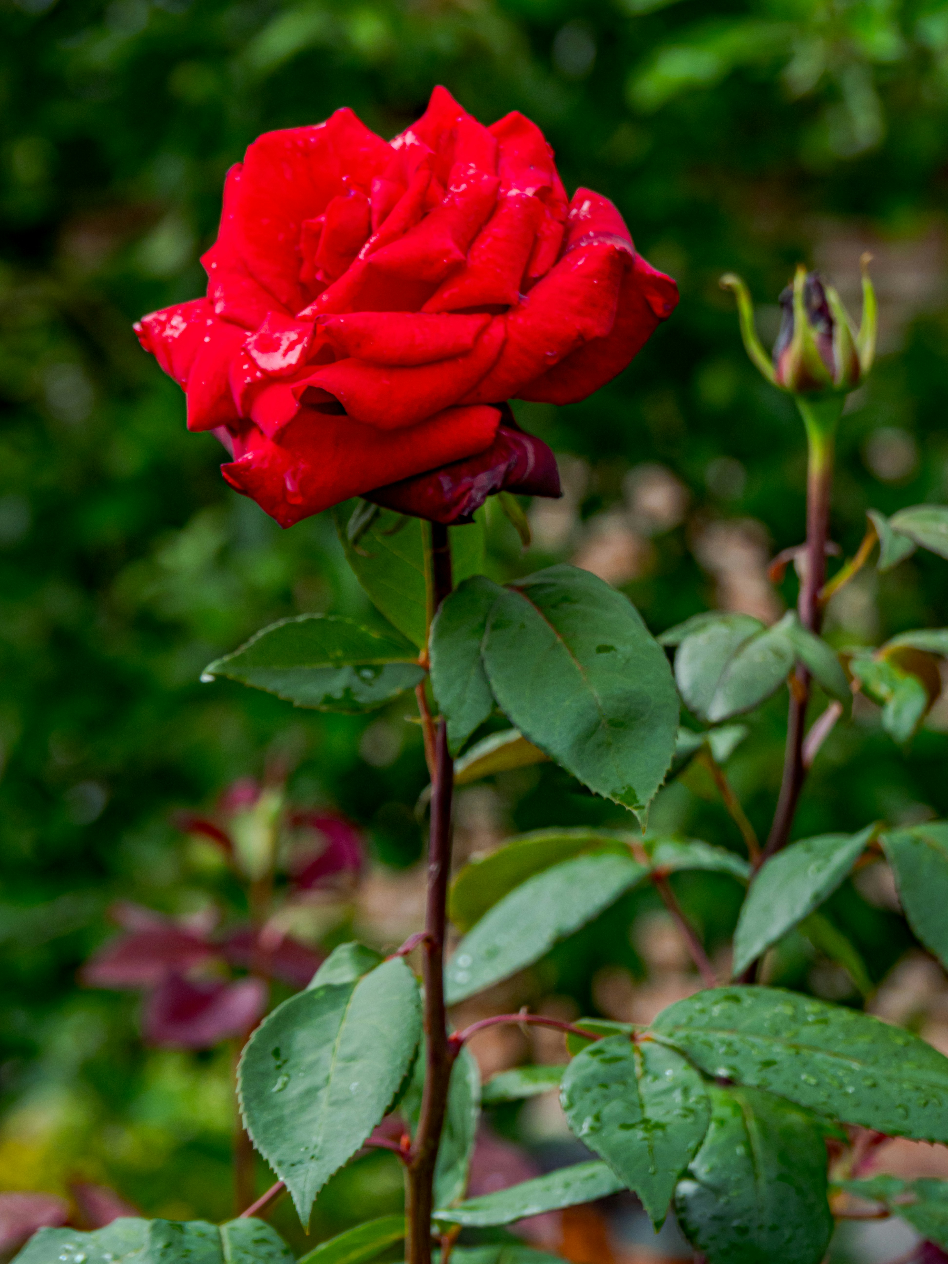 Photo by skstrannik