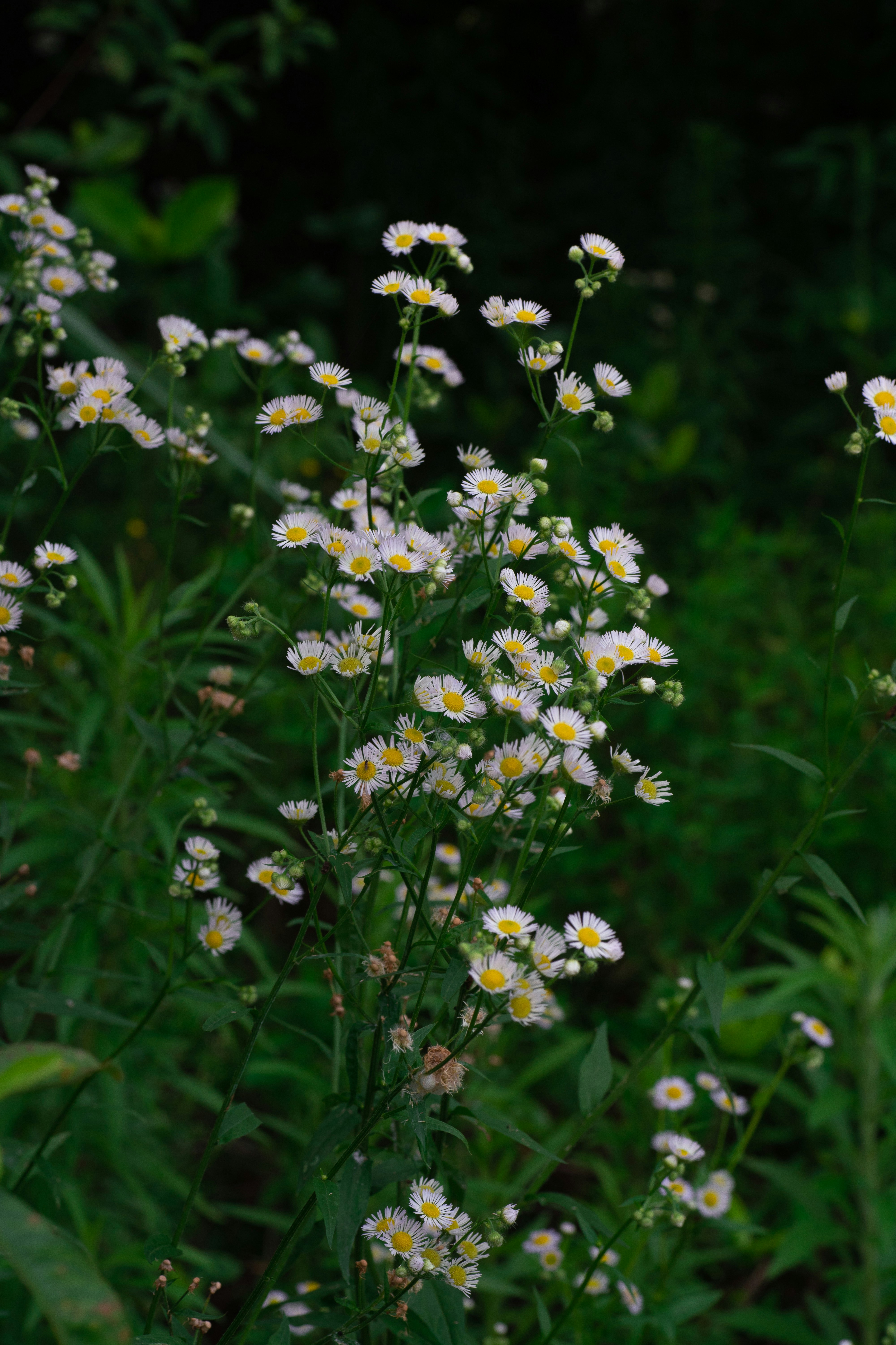 Photo by gchease