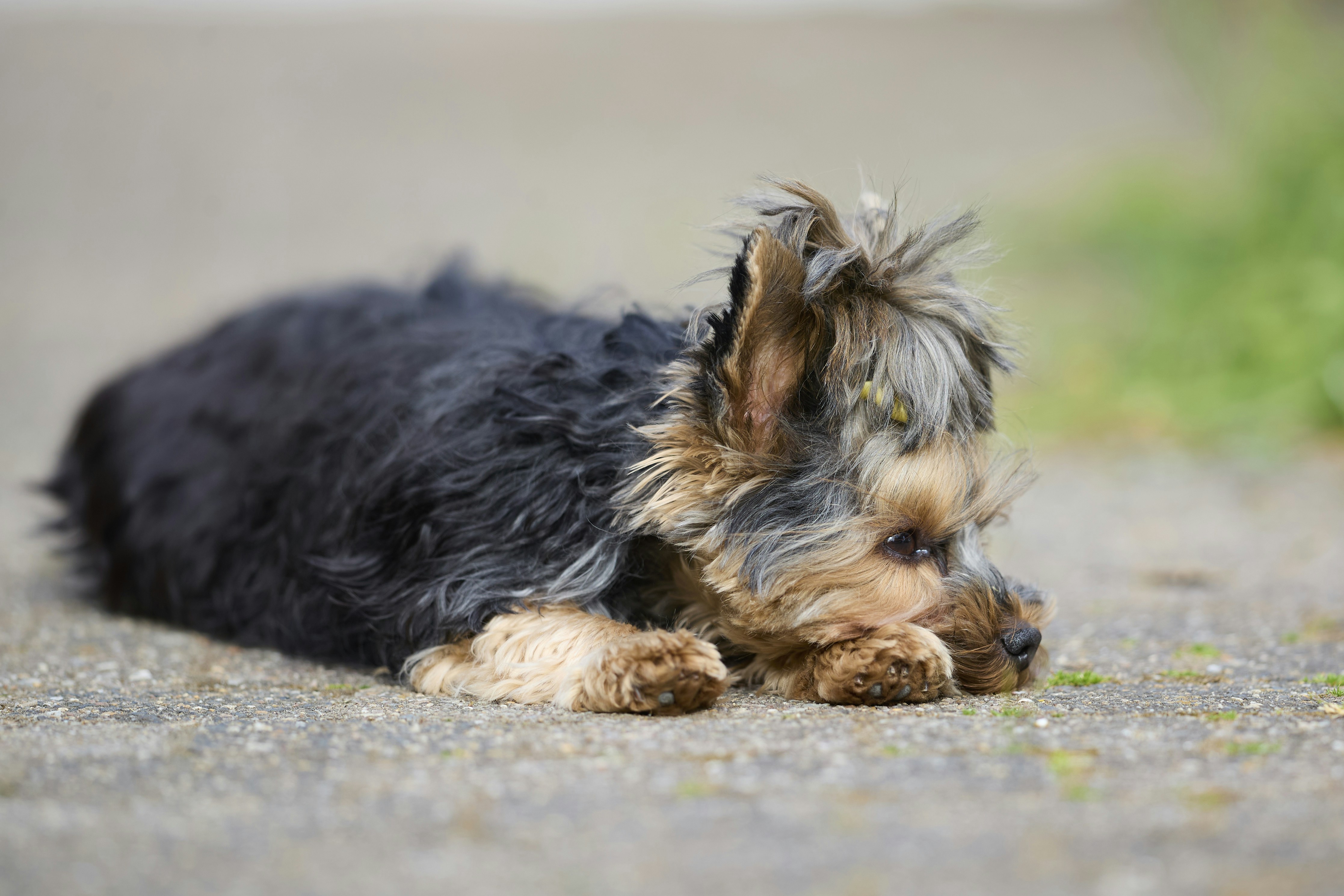 A small black and tan dog lying down outside.