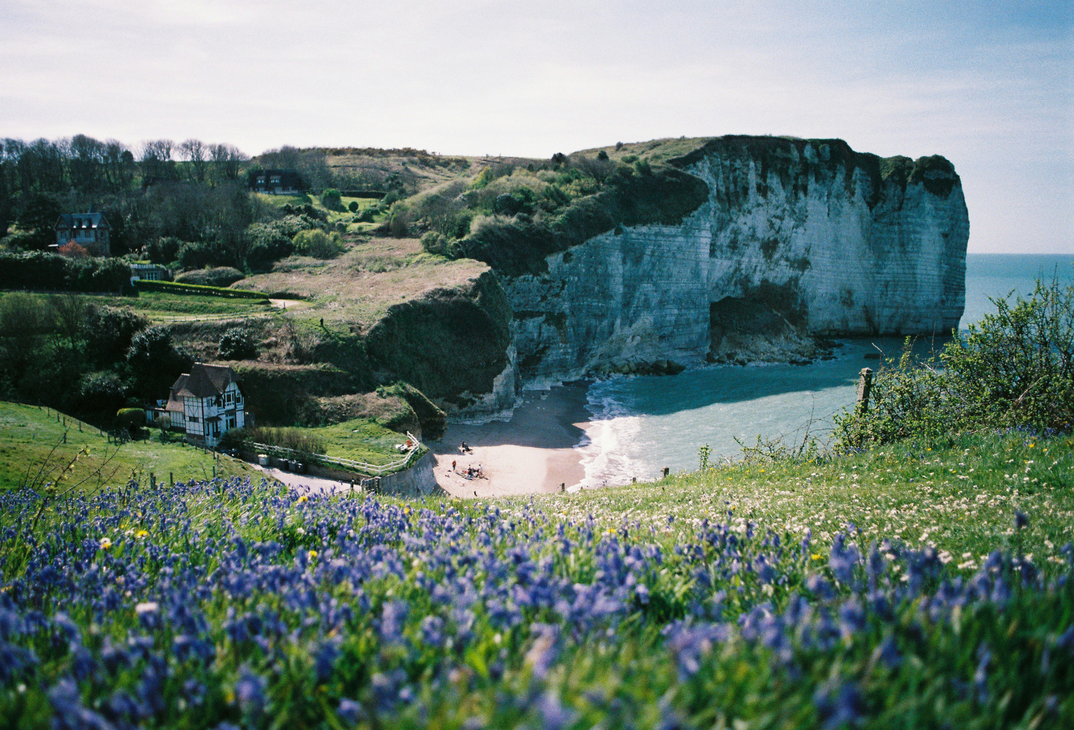 Des fleurs violettes surplombant une crique de plage pittoresque et des falaises blanches.