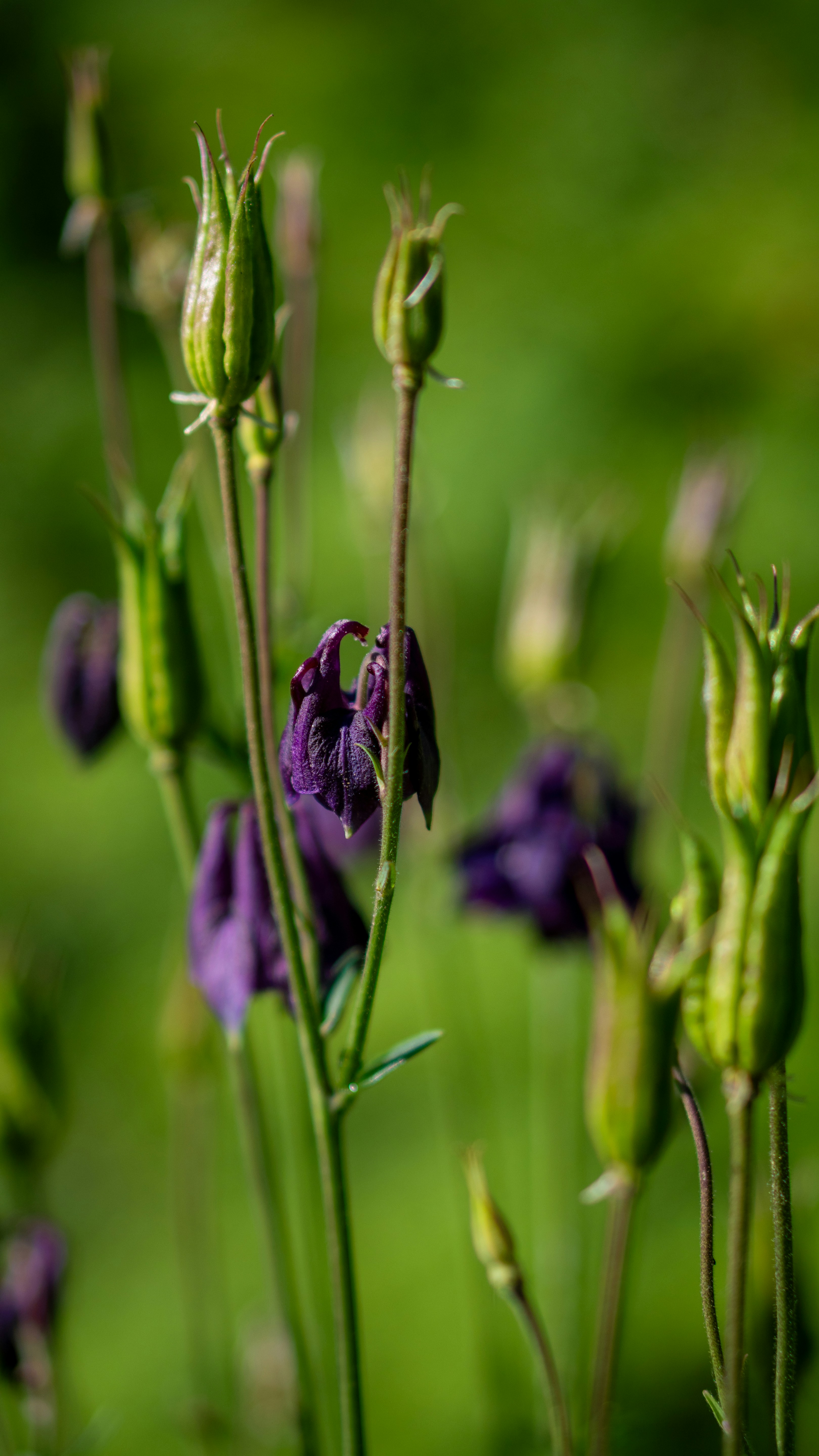 Dark purple flowers and green buds against a soft background