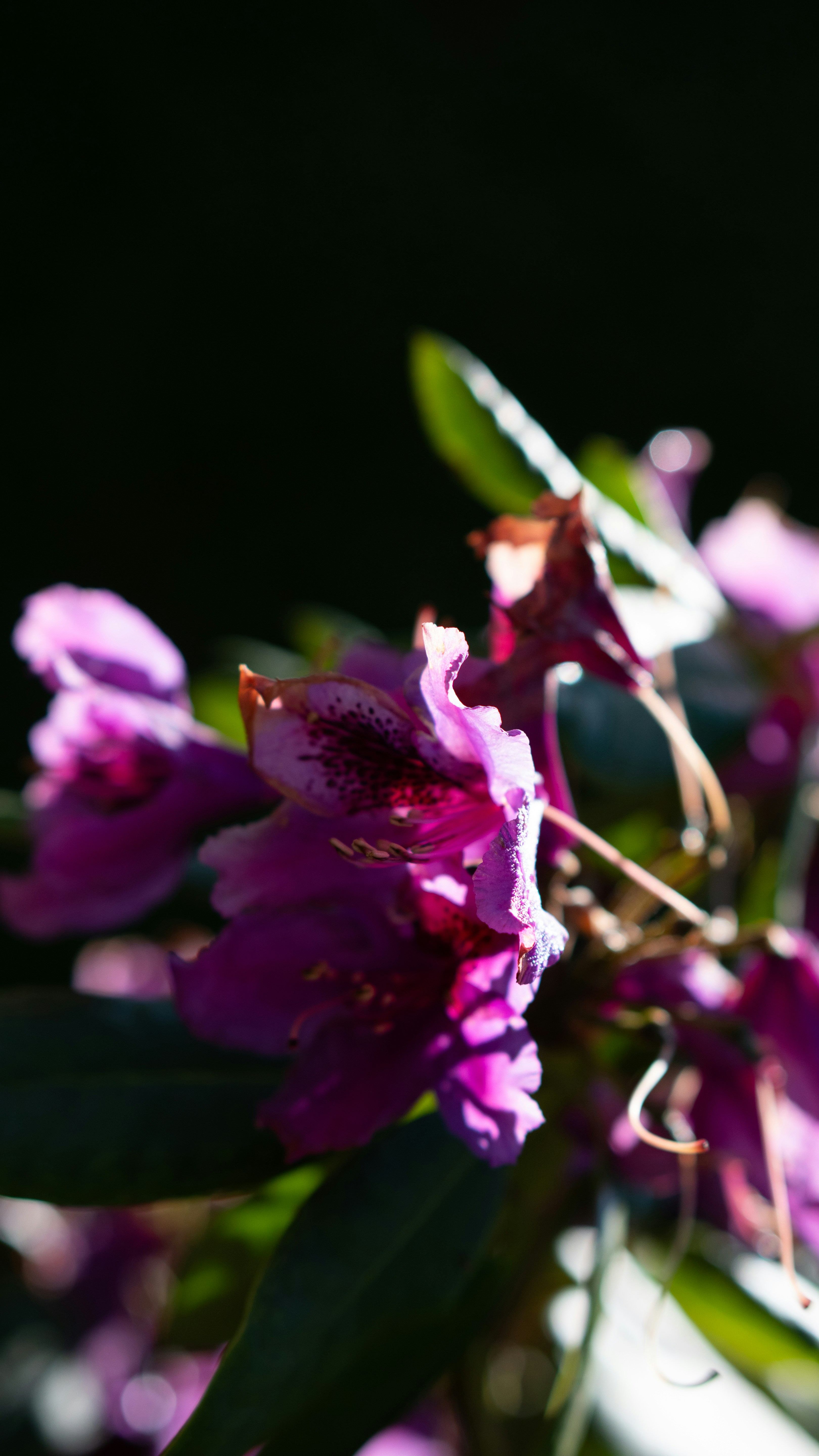 Vibrant purple flowers with green leaves illuminated by sunlight