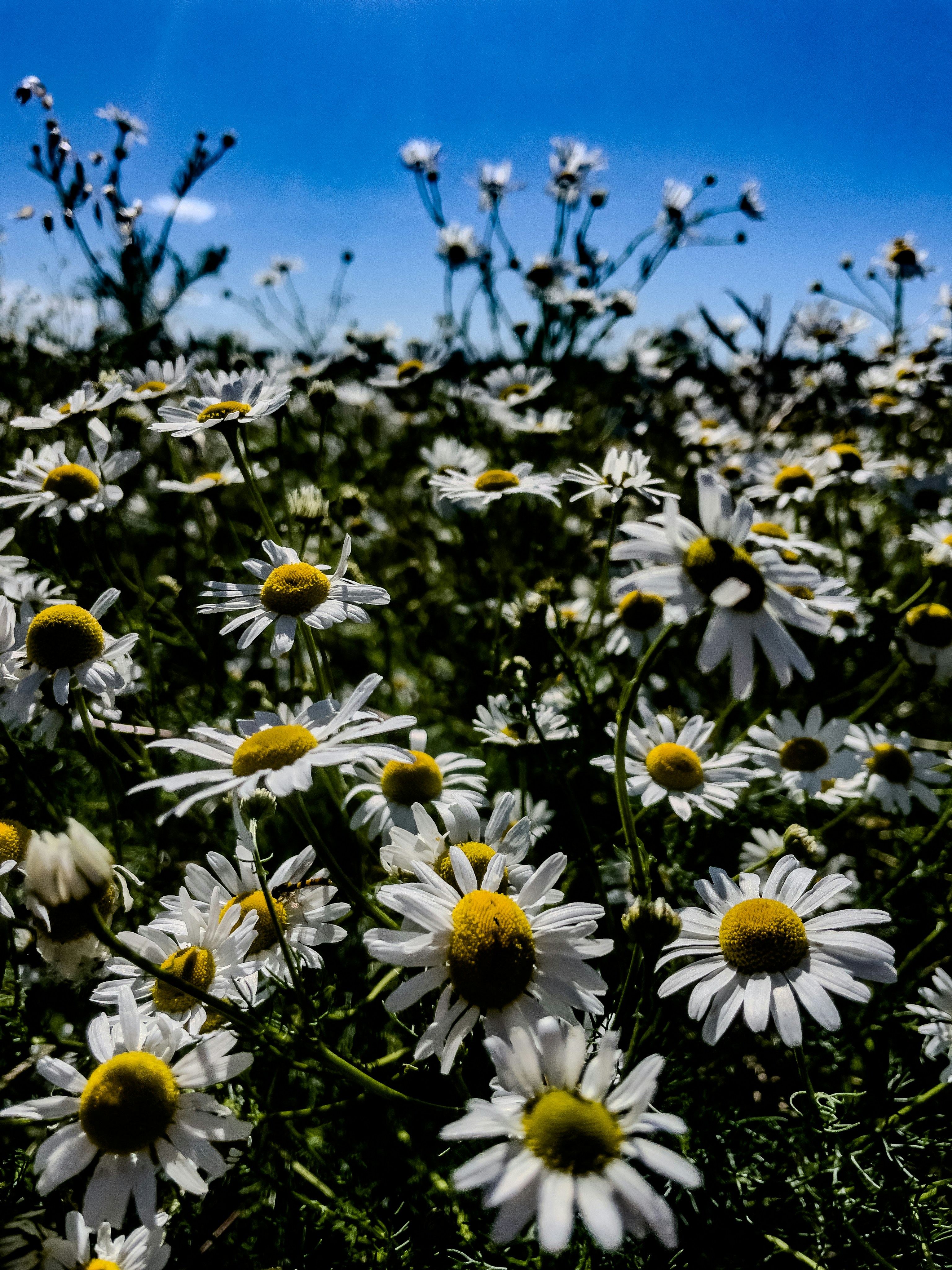Photo by hdbernd