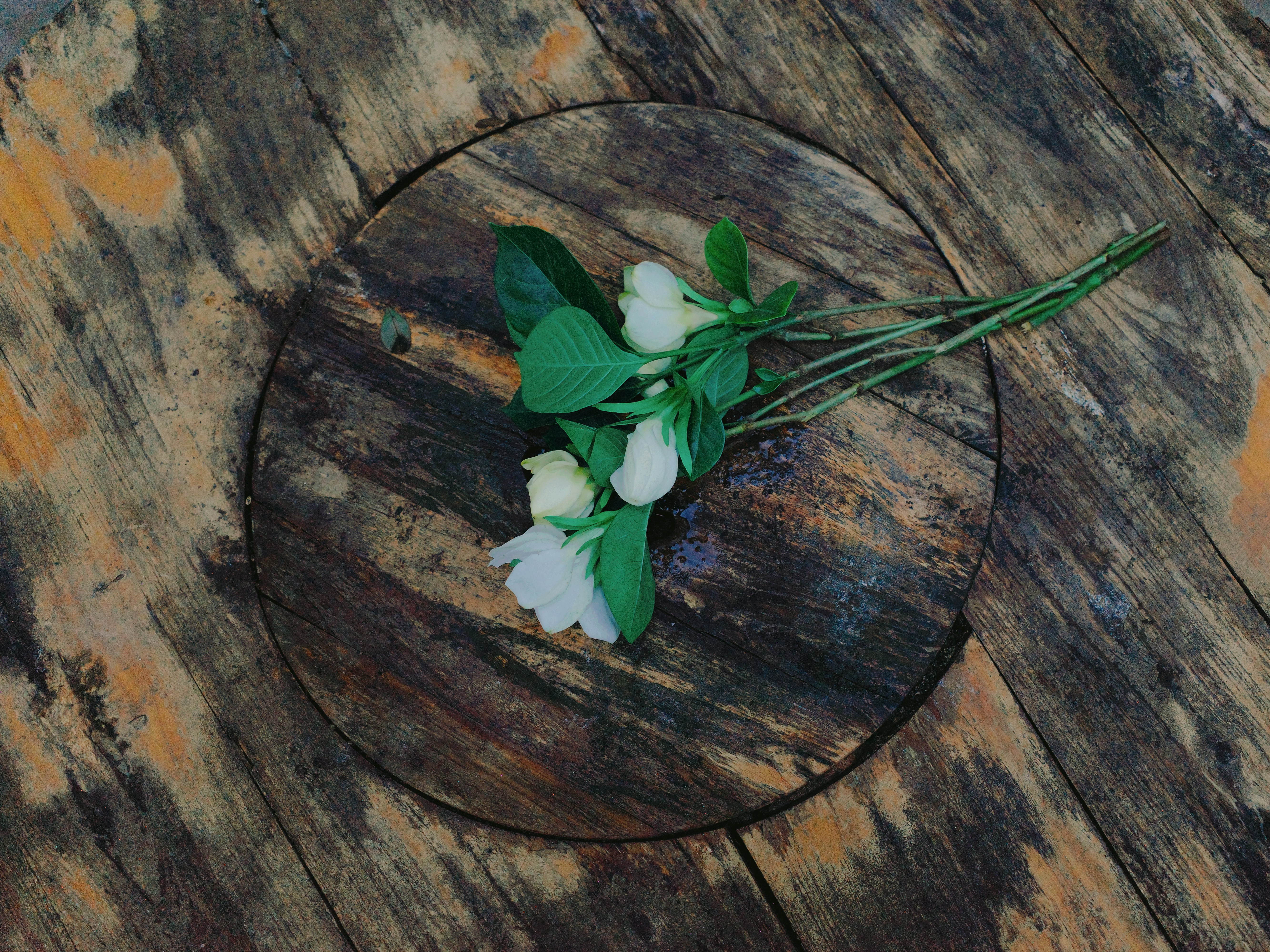 White flowers and green leaves on a rustic wooden table.