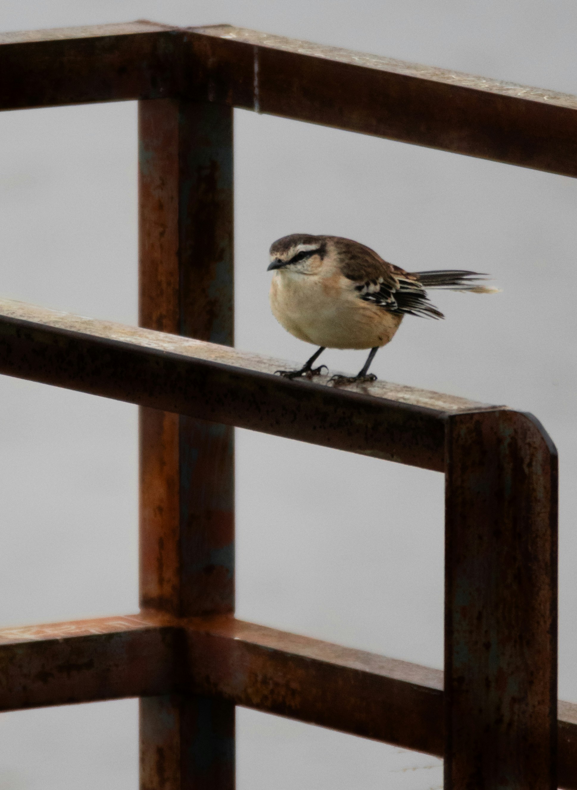 Un petit oiseau est assis sur une rambarde métallique rouillée.