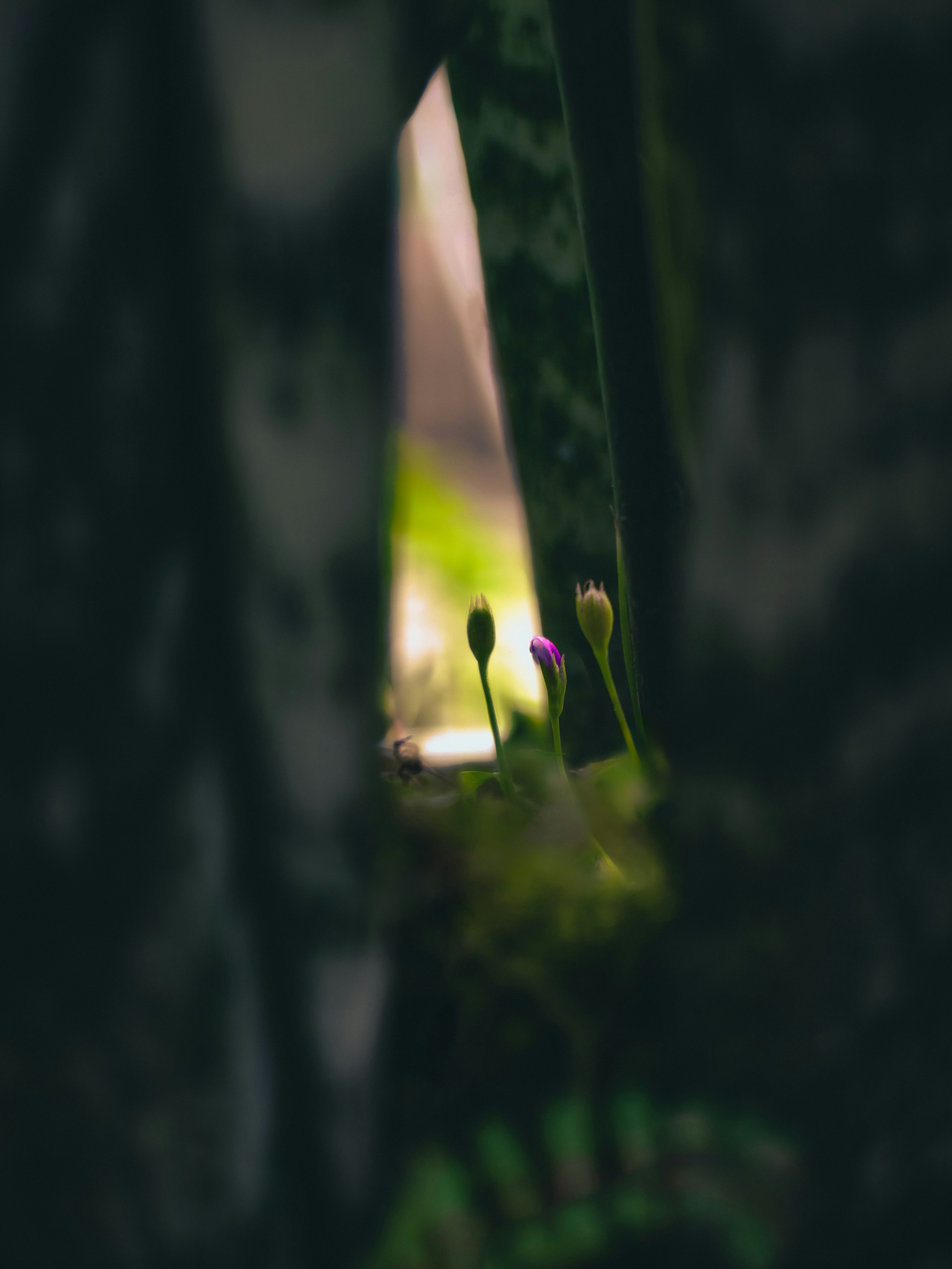 Delicate flower buds illuminated through a narrow, dark opening.