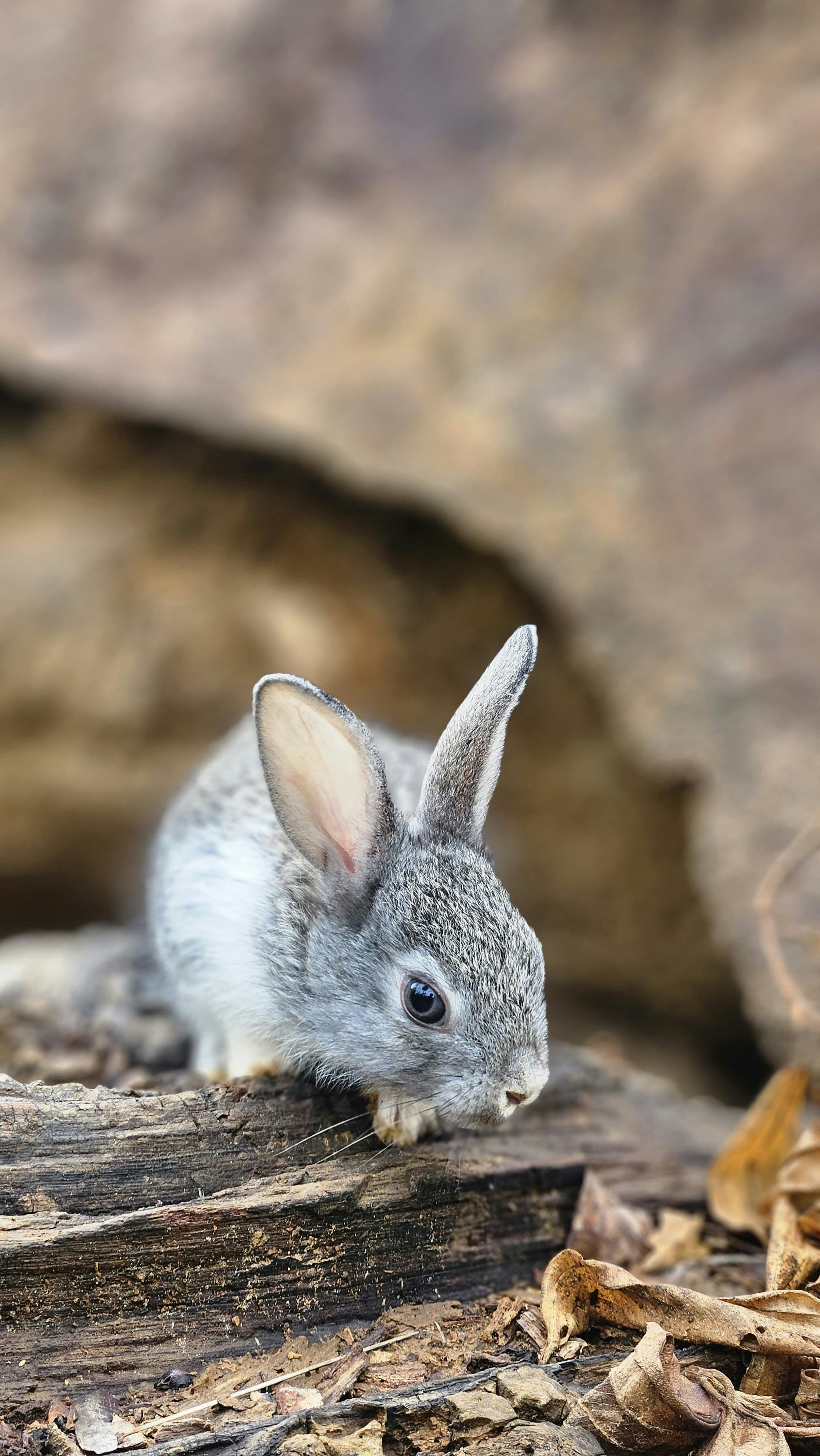 Spring Animal Pictures | Download Free Images on Unsplash