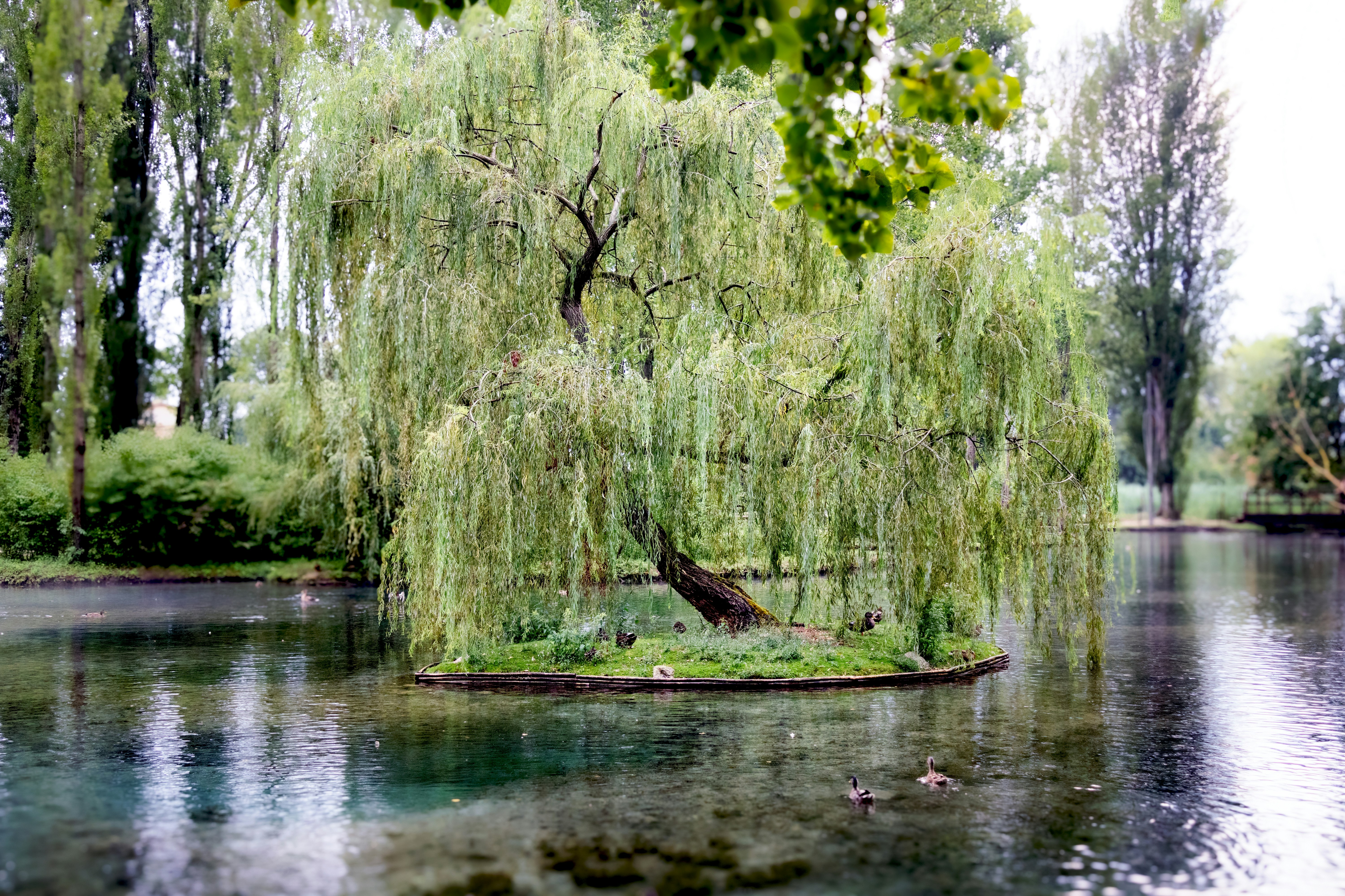 Weeping willow on a small island in a park lake