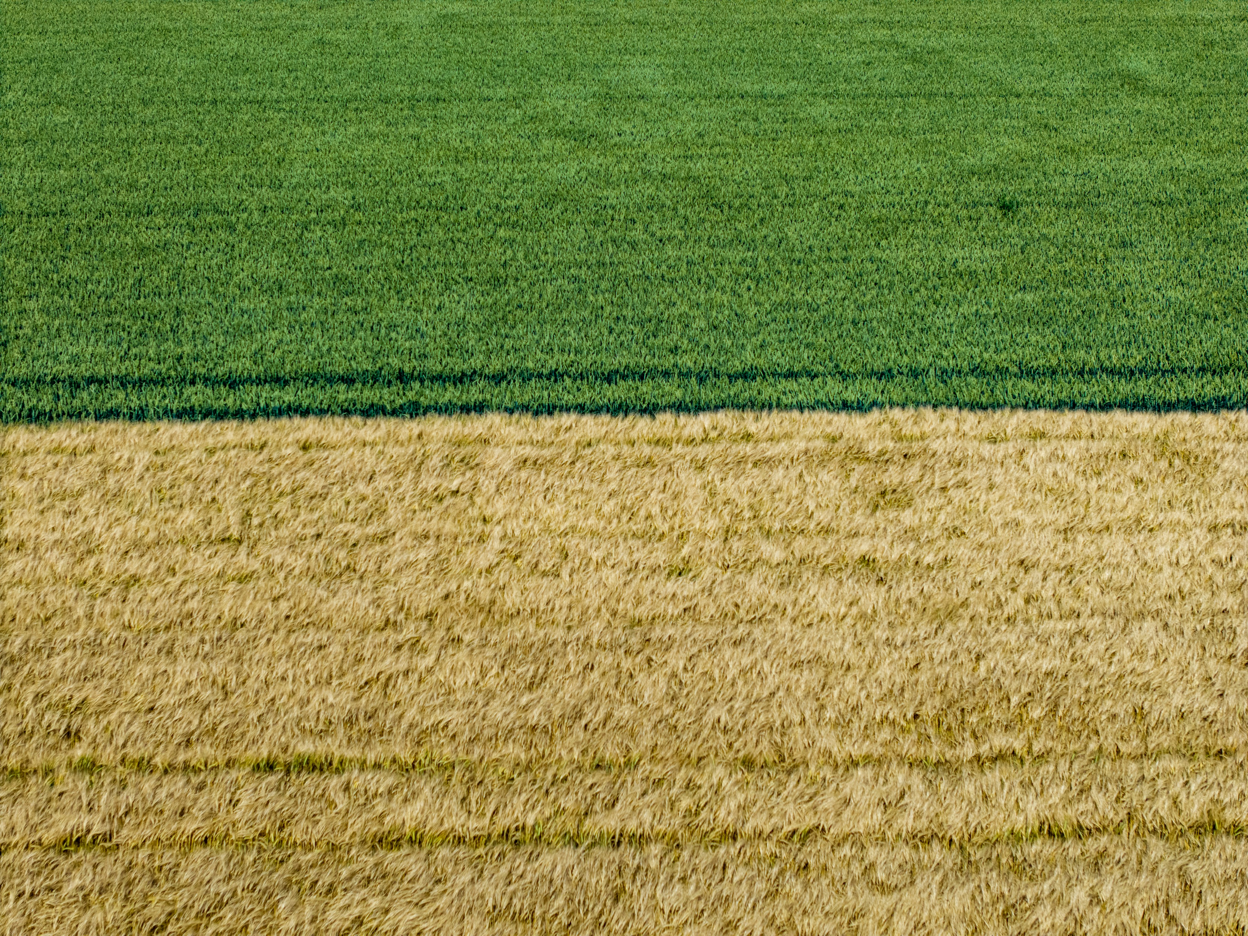 Green and golden fields meet under a clear sky.