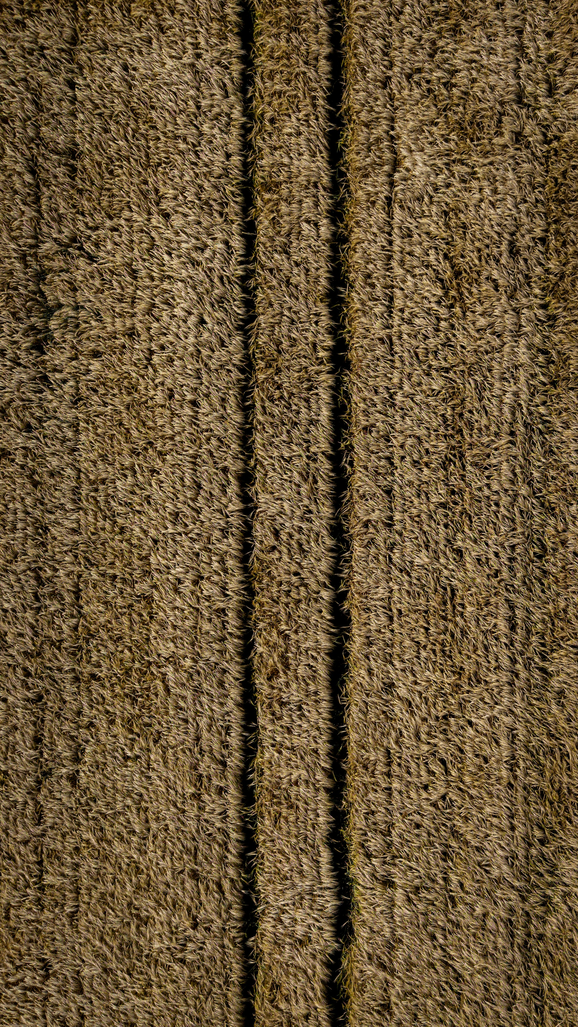 Textured golden crop field with parallel dark lines.