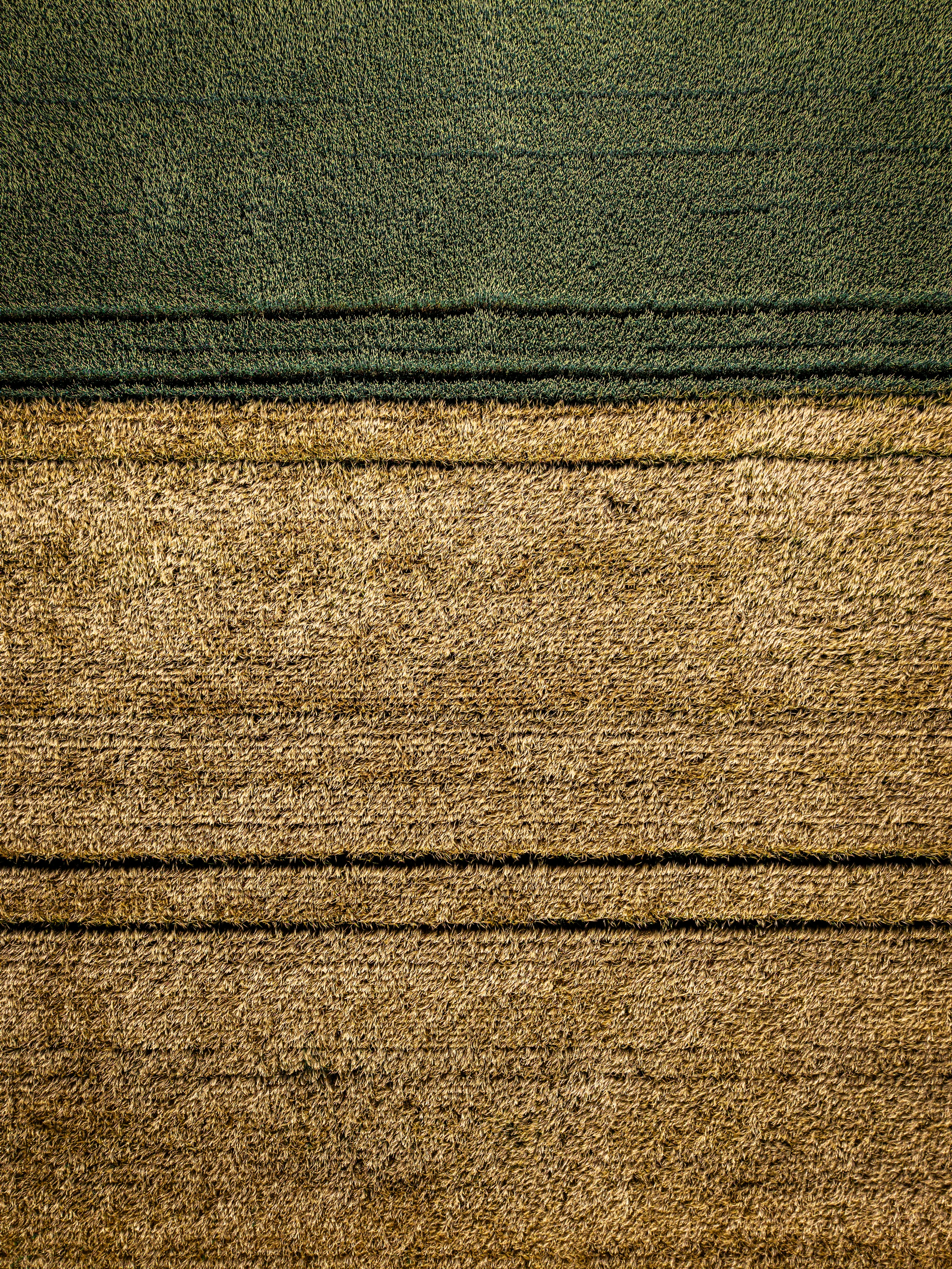 Aerial view of green and golden fields with parallel lines.