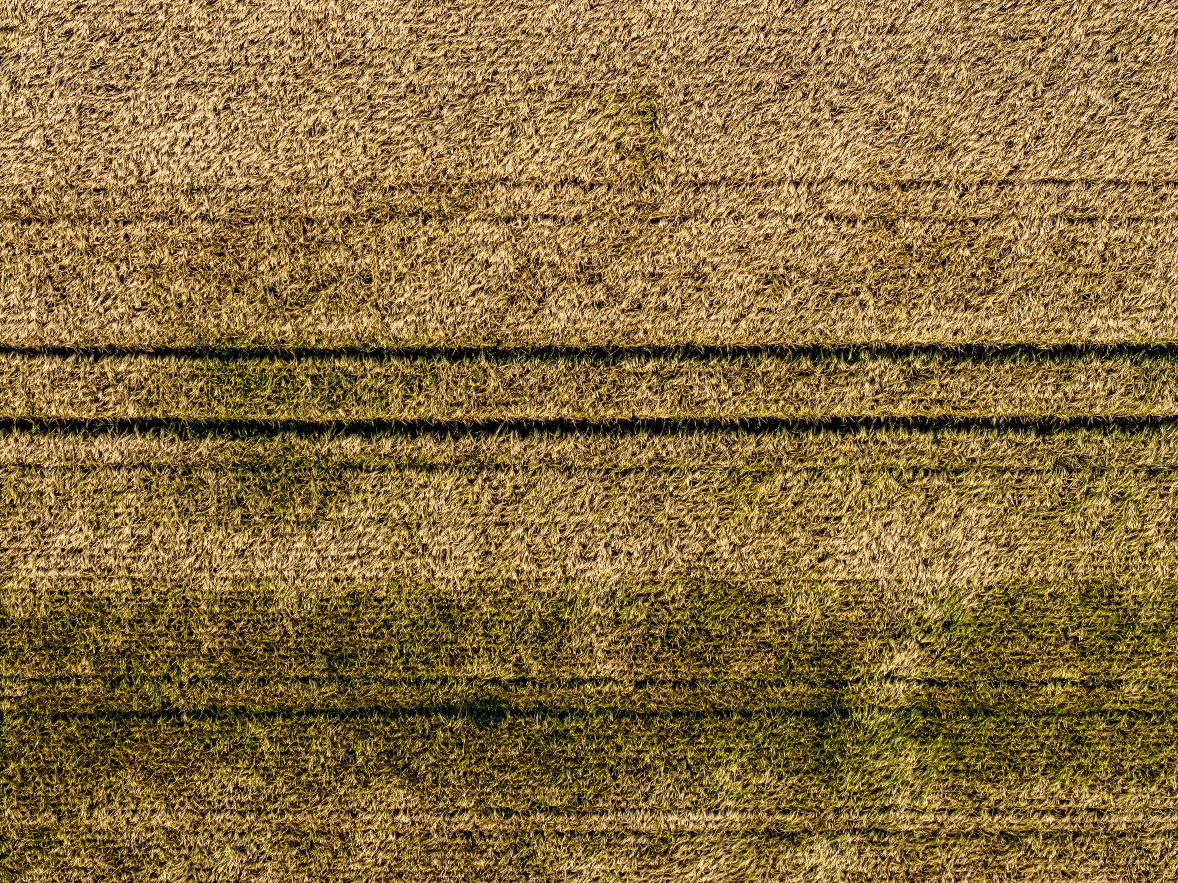 Brown field with parallel dark lines and green areas.