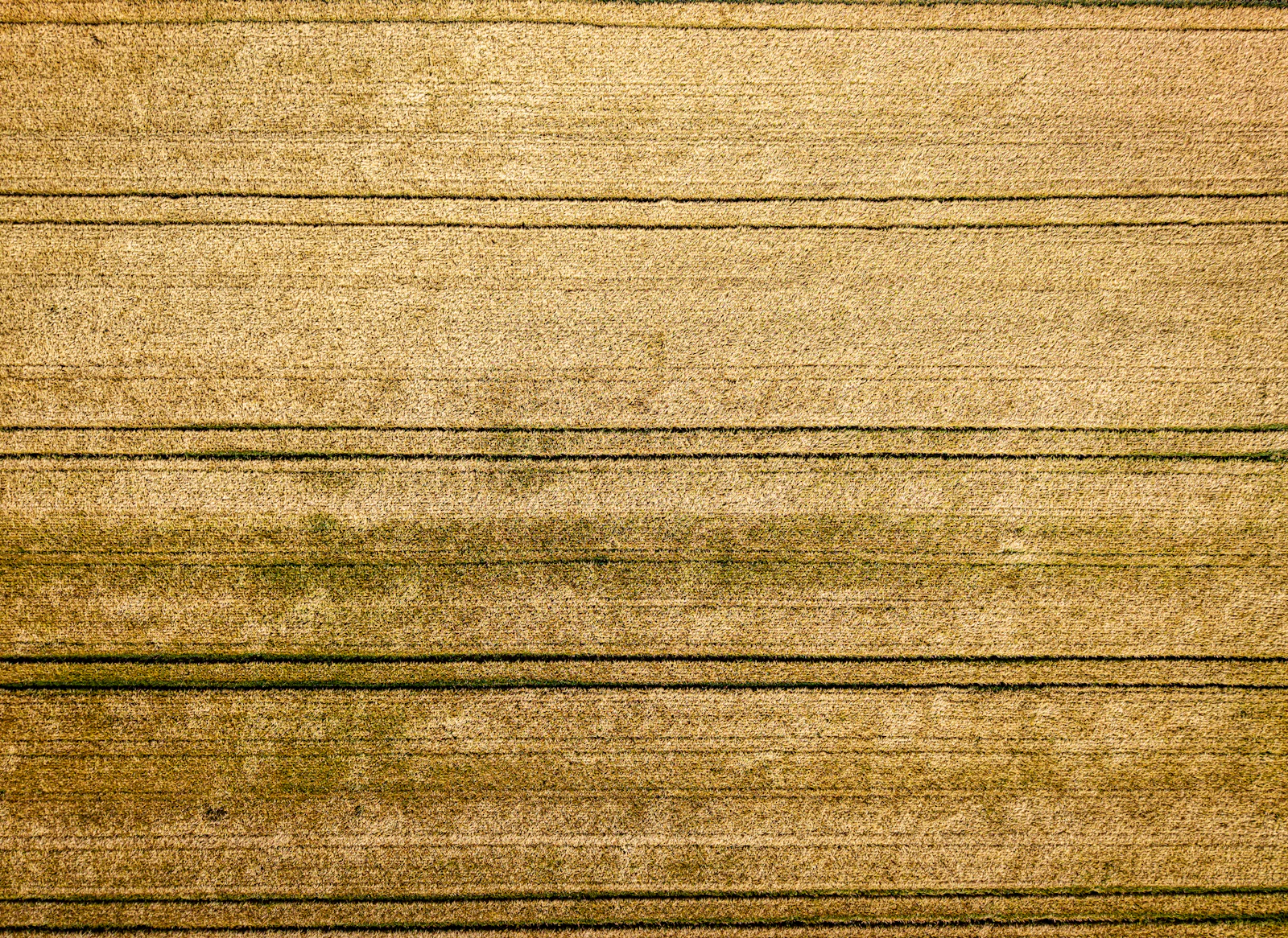 Aerial view of a ripe wheat field with tractor lines