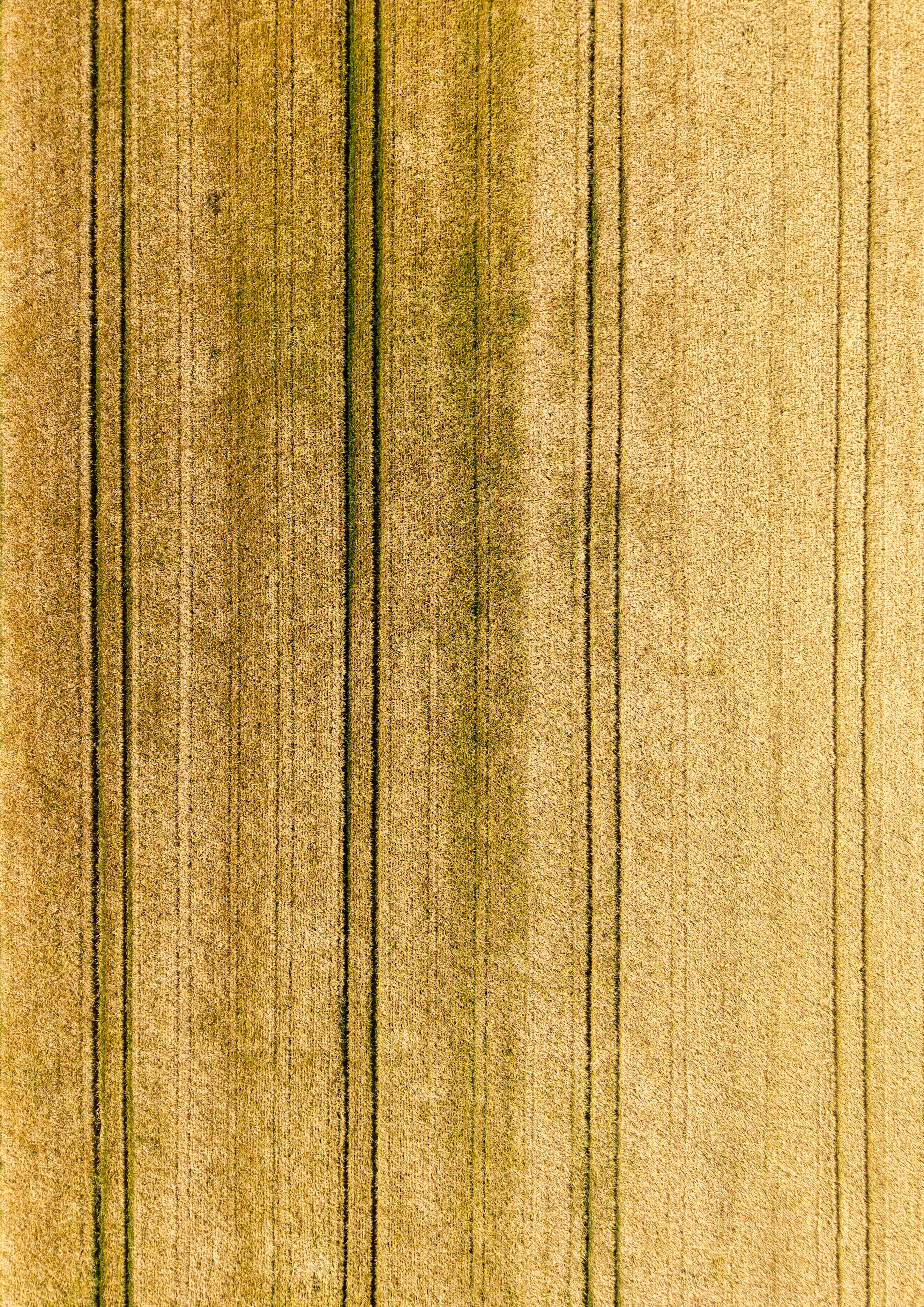 Aerial view of a golden-brown field with vertical lines.