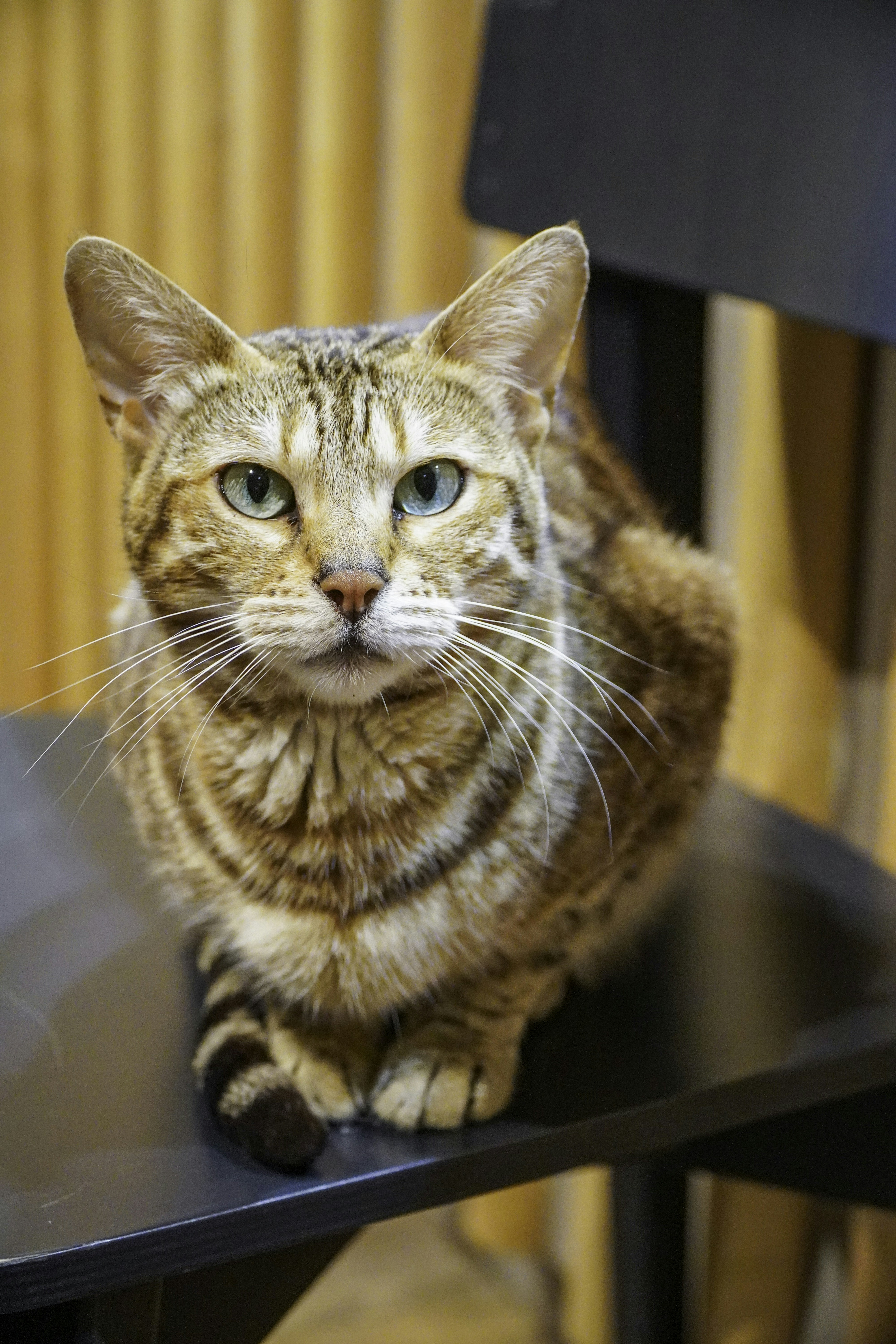 Tabby cat with green eyes sitting on a black chair.