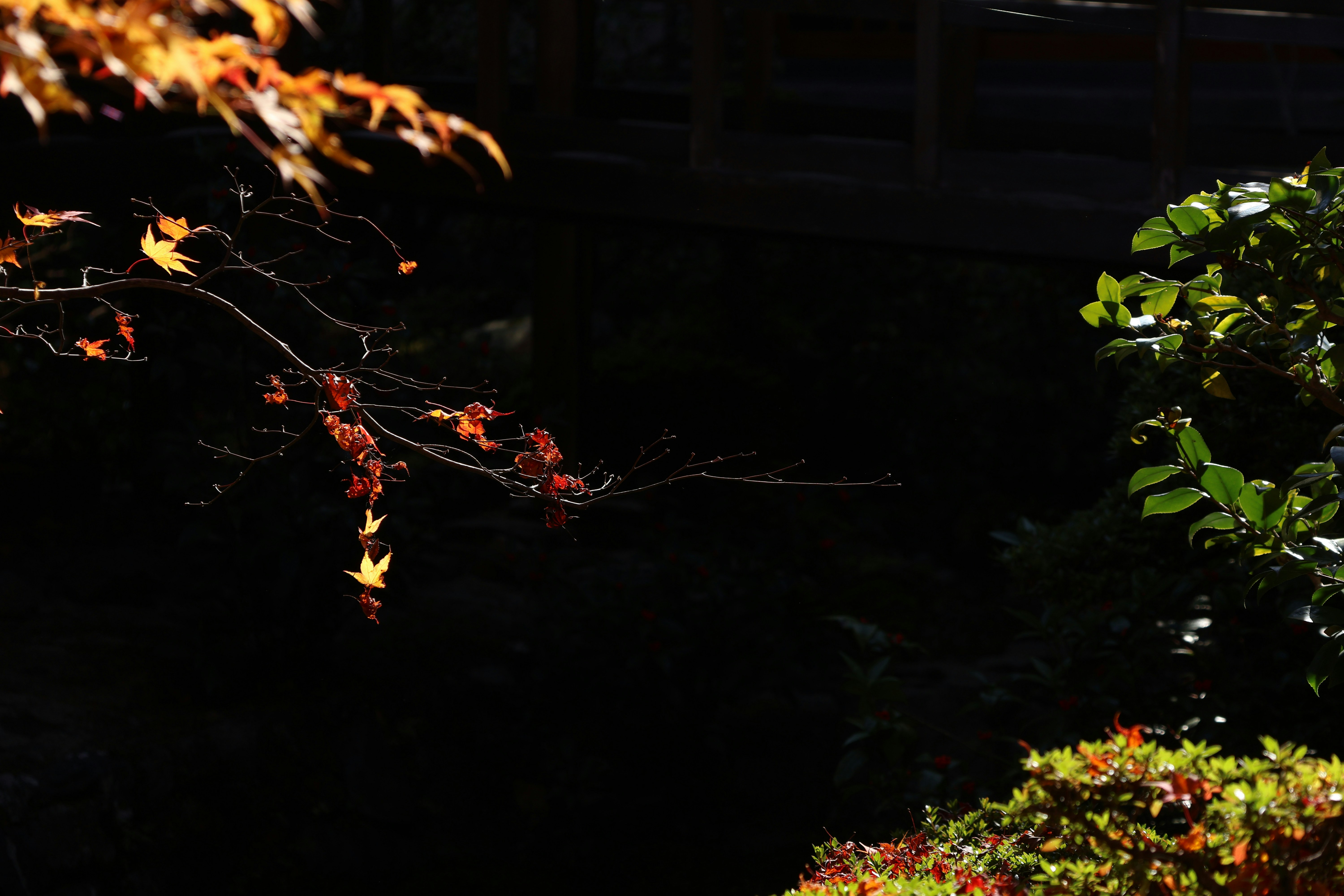 Photo by alamanga