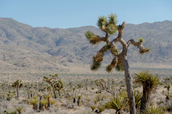 Joshua tree in a desert landscape with distant mountains