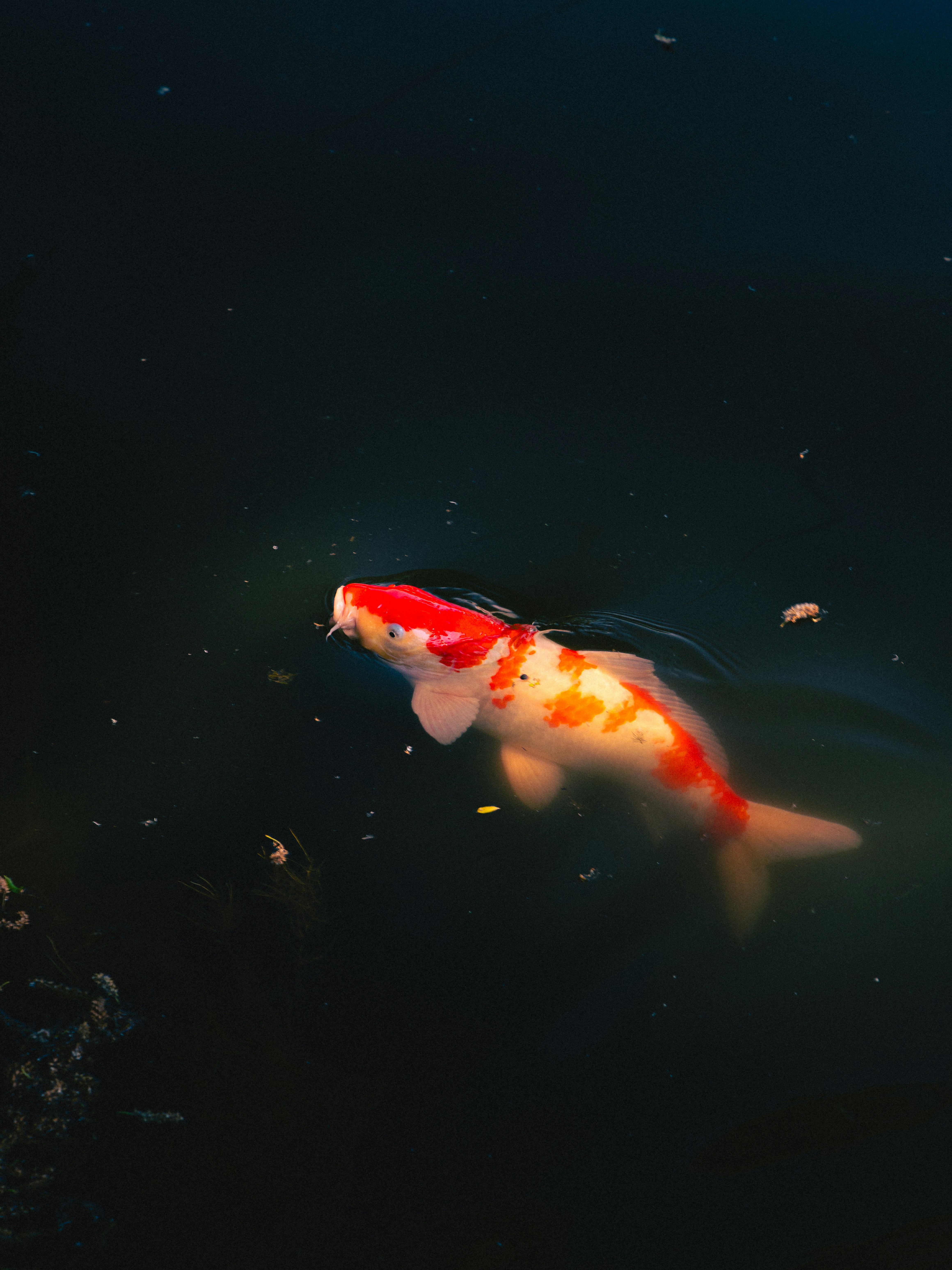 Seekor ikan koi merah dan putih berenang di air gelap.
