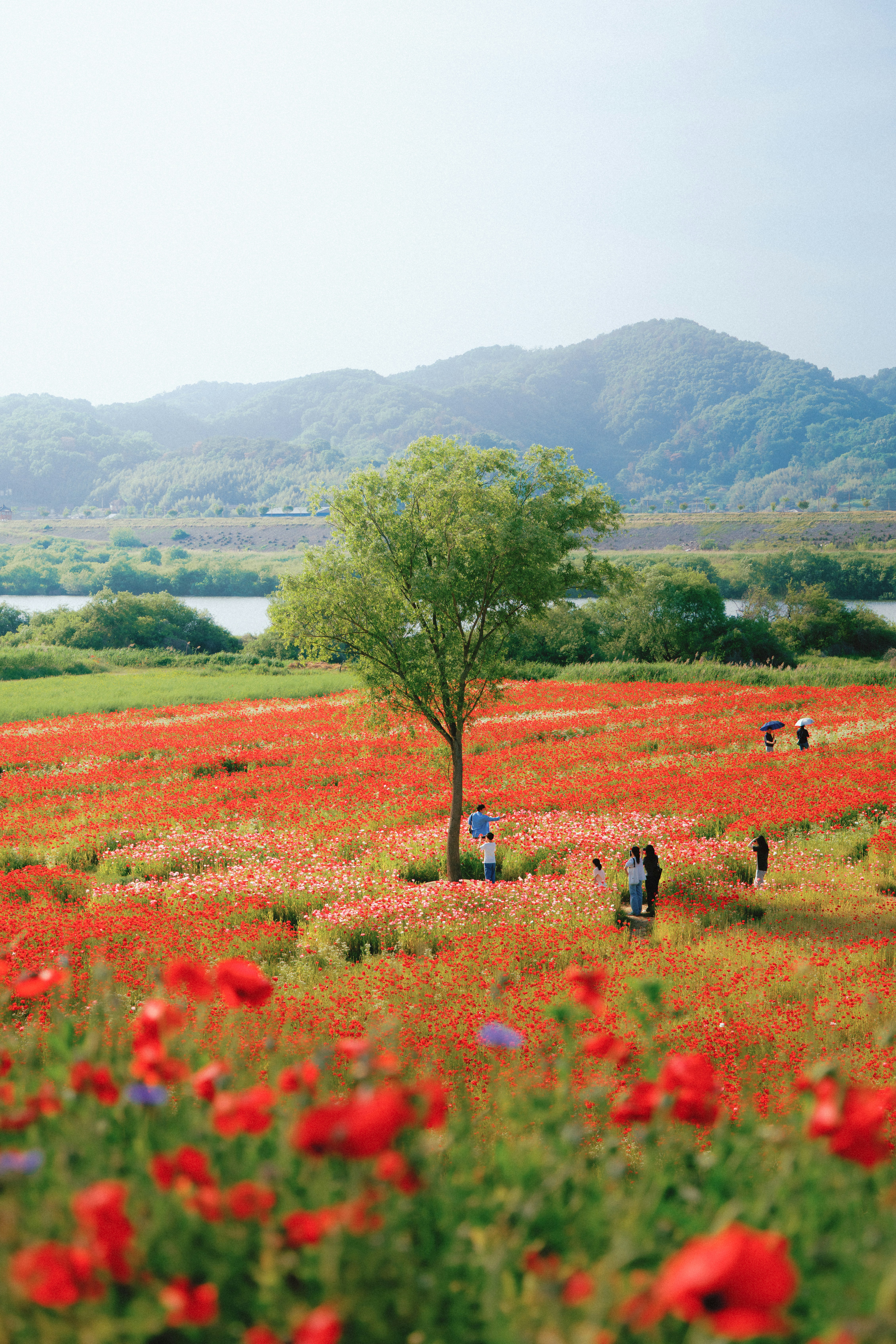 Red poppy field with a lone tree and distant mountains.