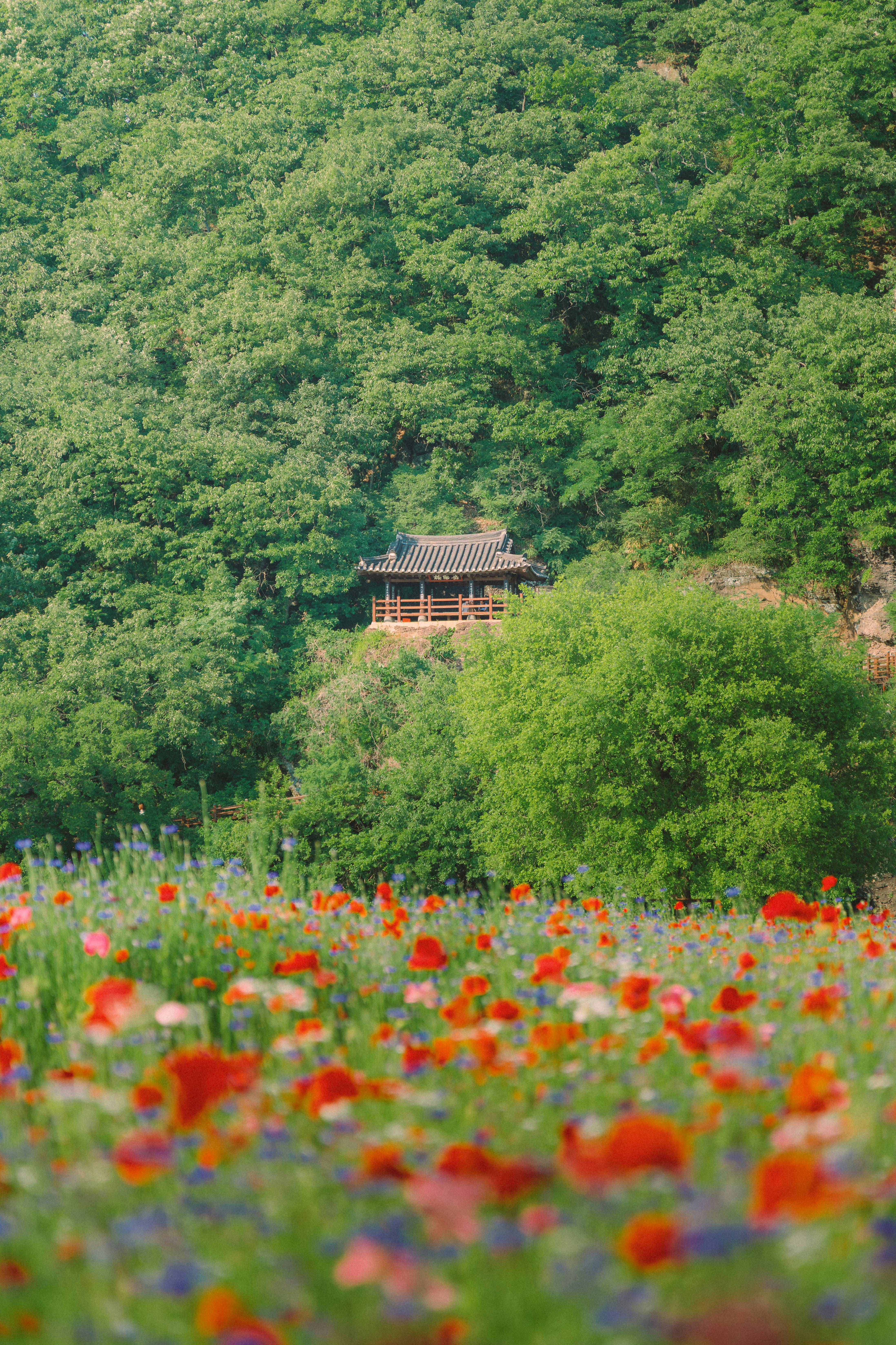 Vibrant poppies with a traditional pavilion on a green hillside.