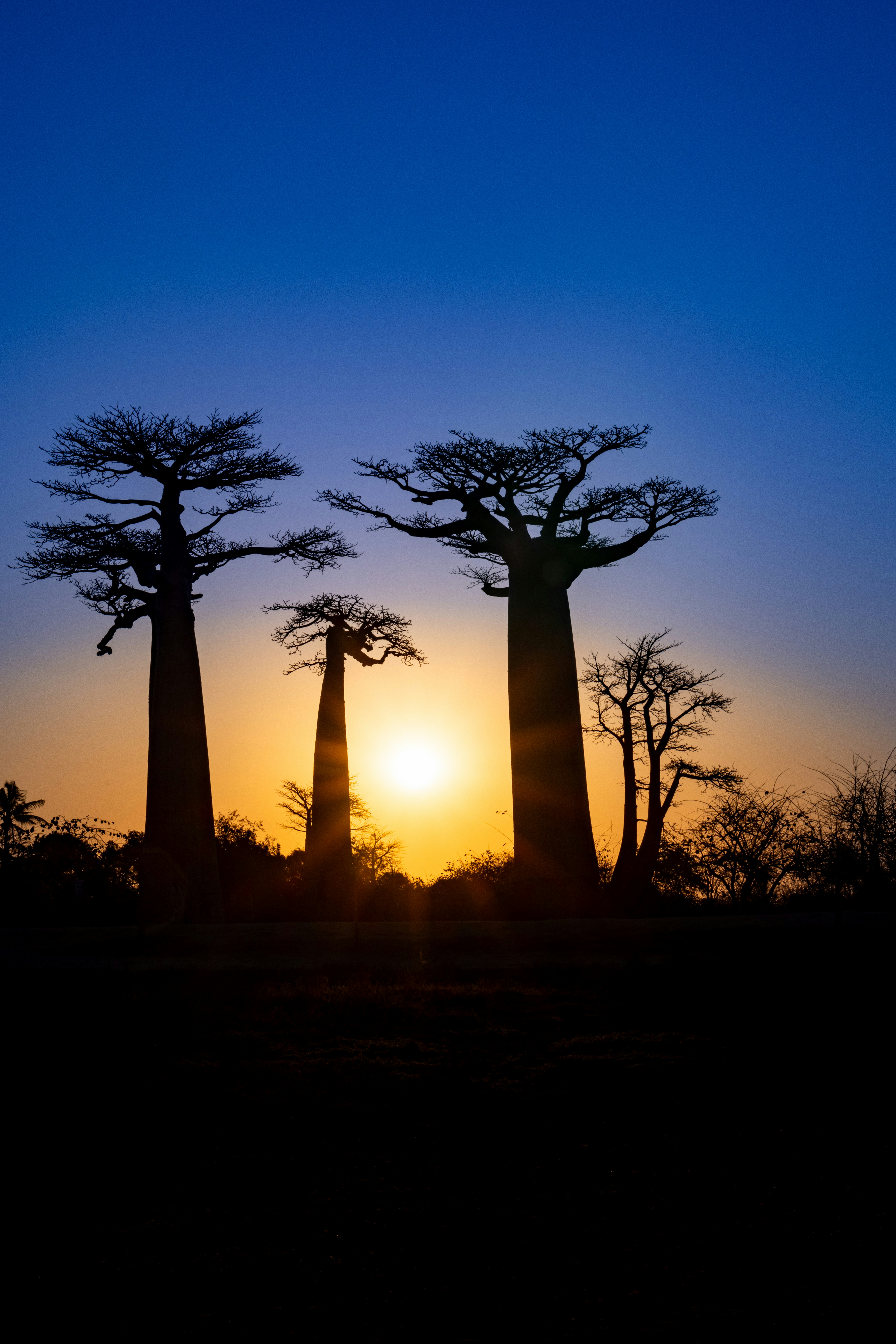 Baobab trees silhouetted against a vibrant sunset sky.